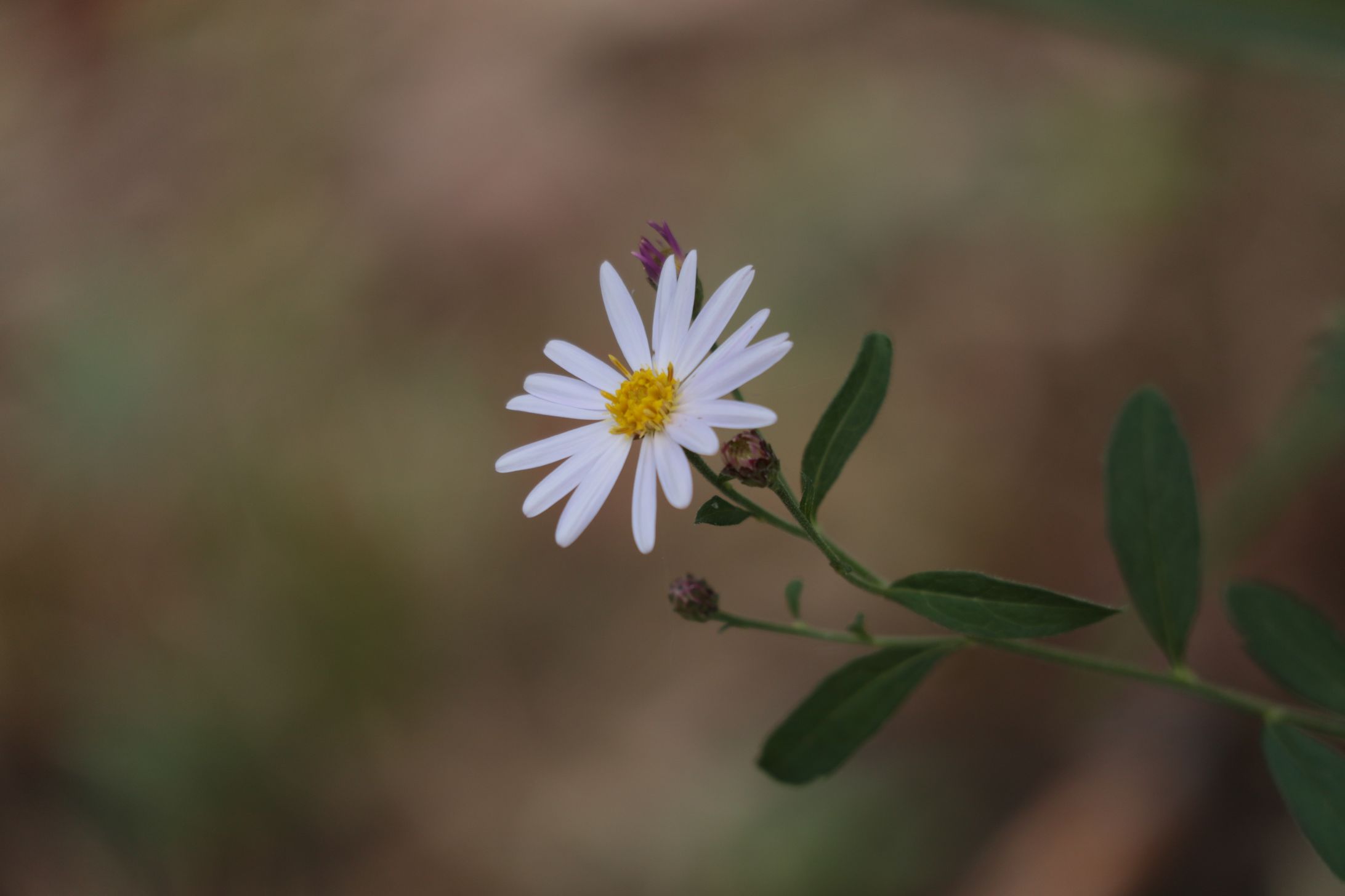 Flower -1