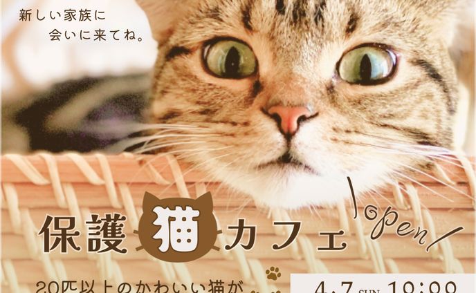 【制作実績】保護猫カフェバナー