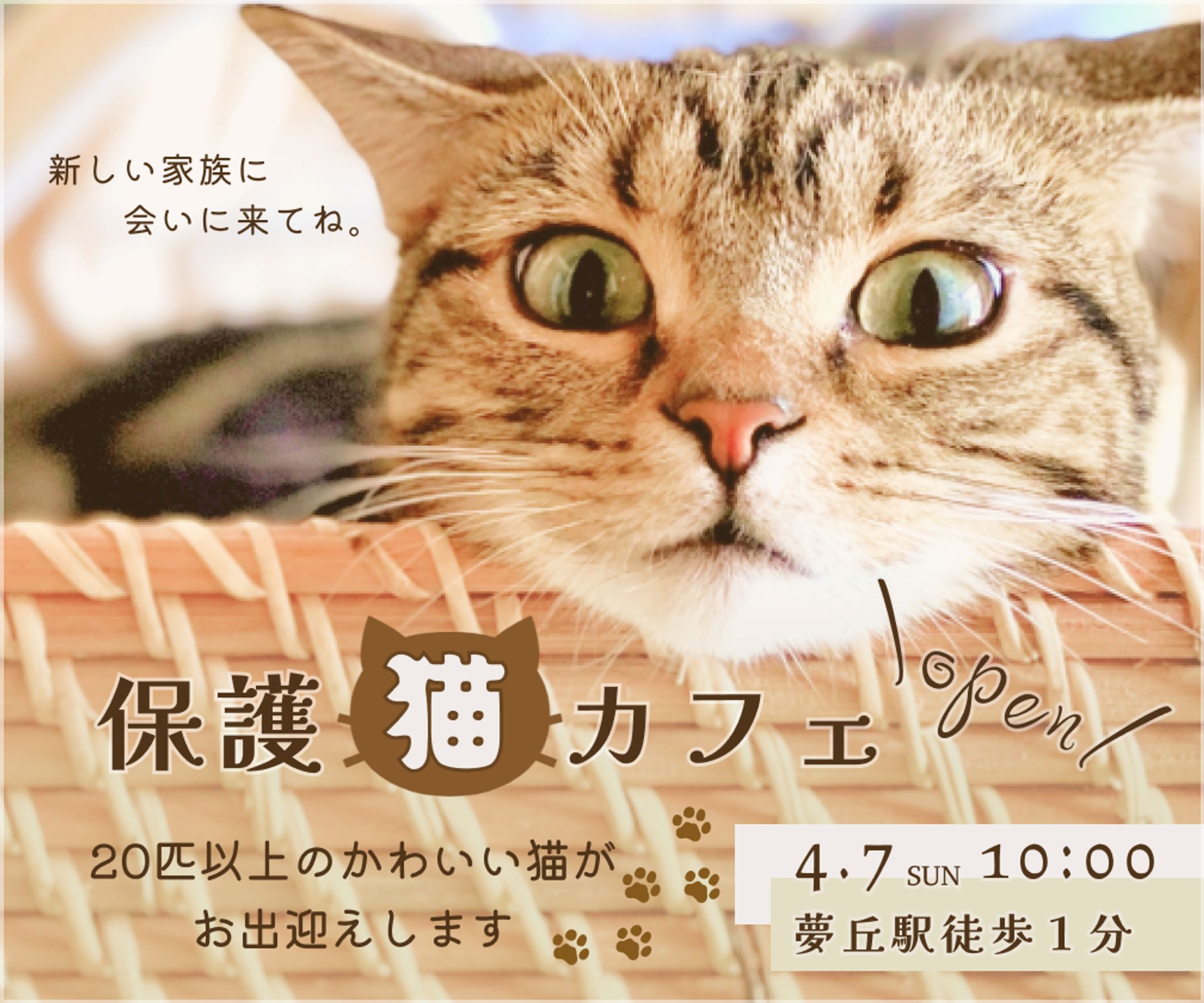 【制作実績】保護猫カフェバナー-1