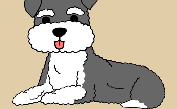 ミニチュアシュナウザー