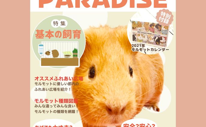 モルモット雑誌:イメージ画像