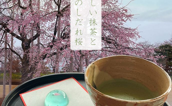 【架空】富山県水墨美術館の桜と抹茶　インスタグラム向け画像