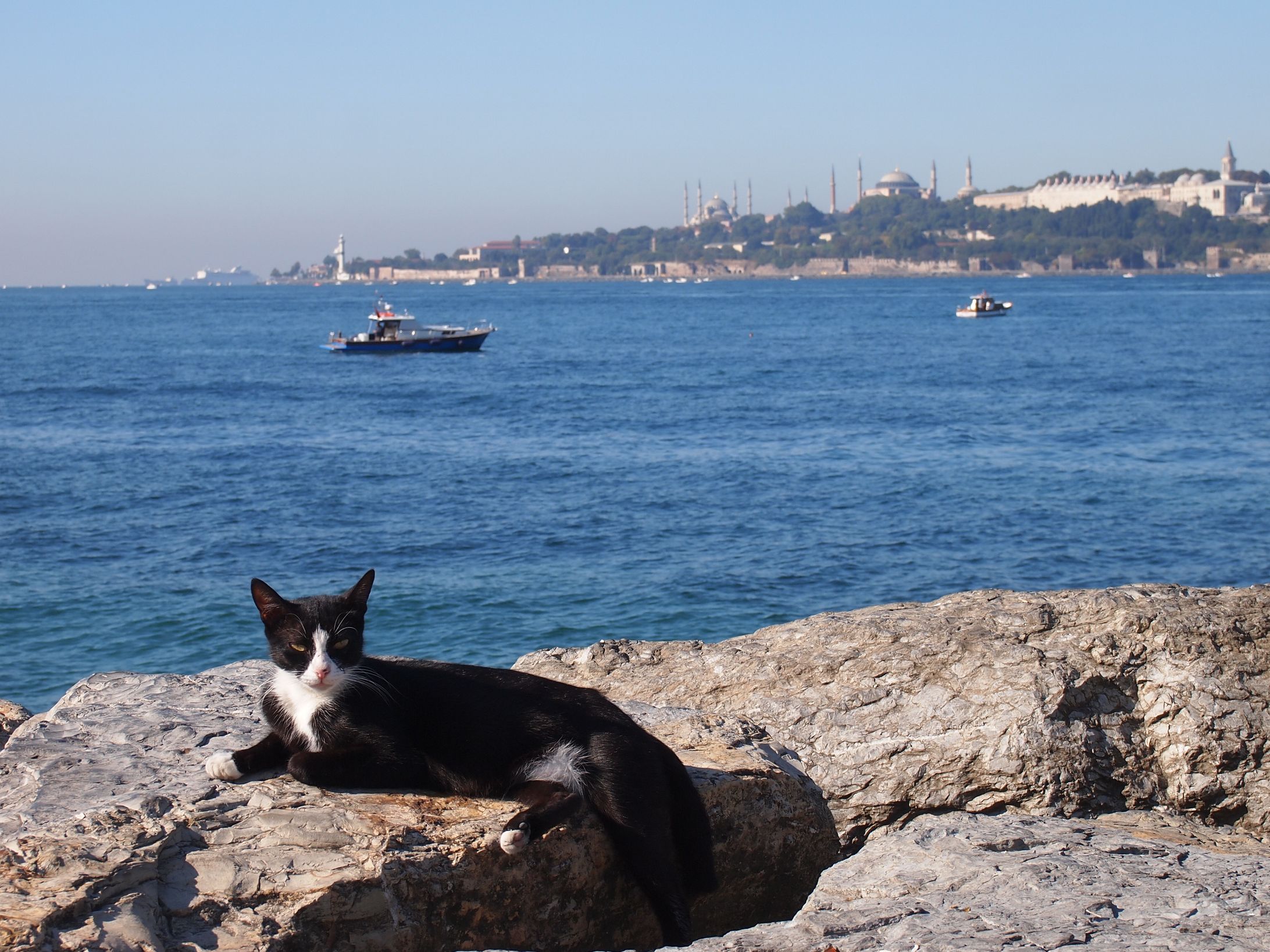 トルコの猫-1