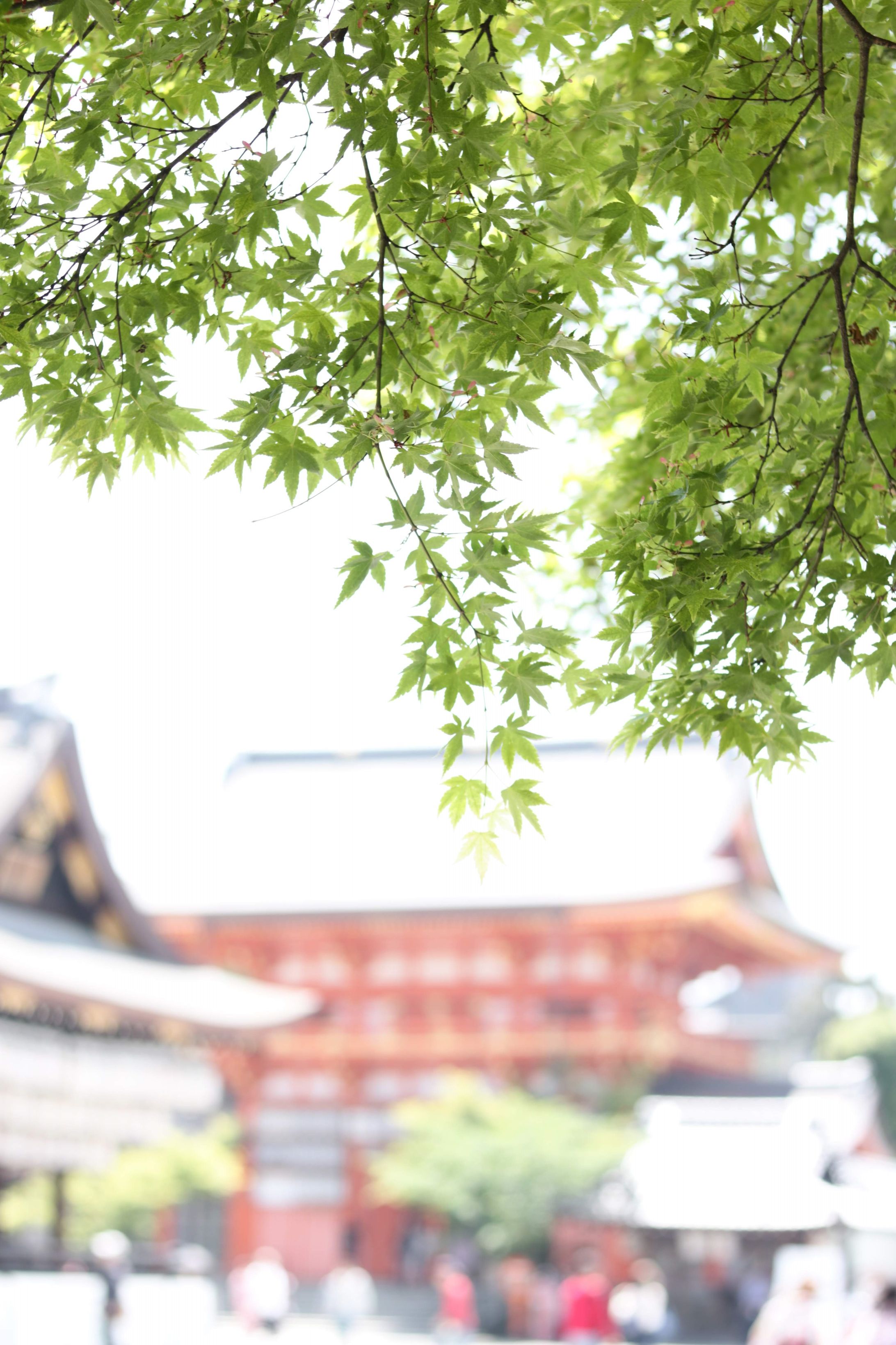 in 京都-1