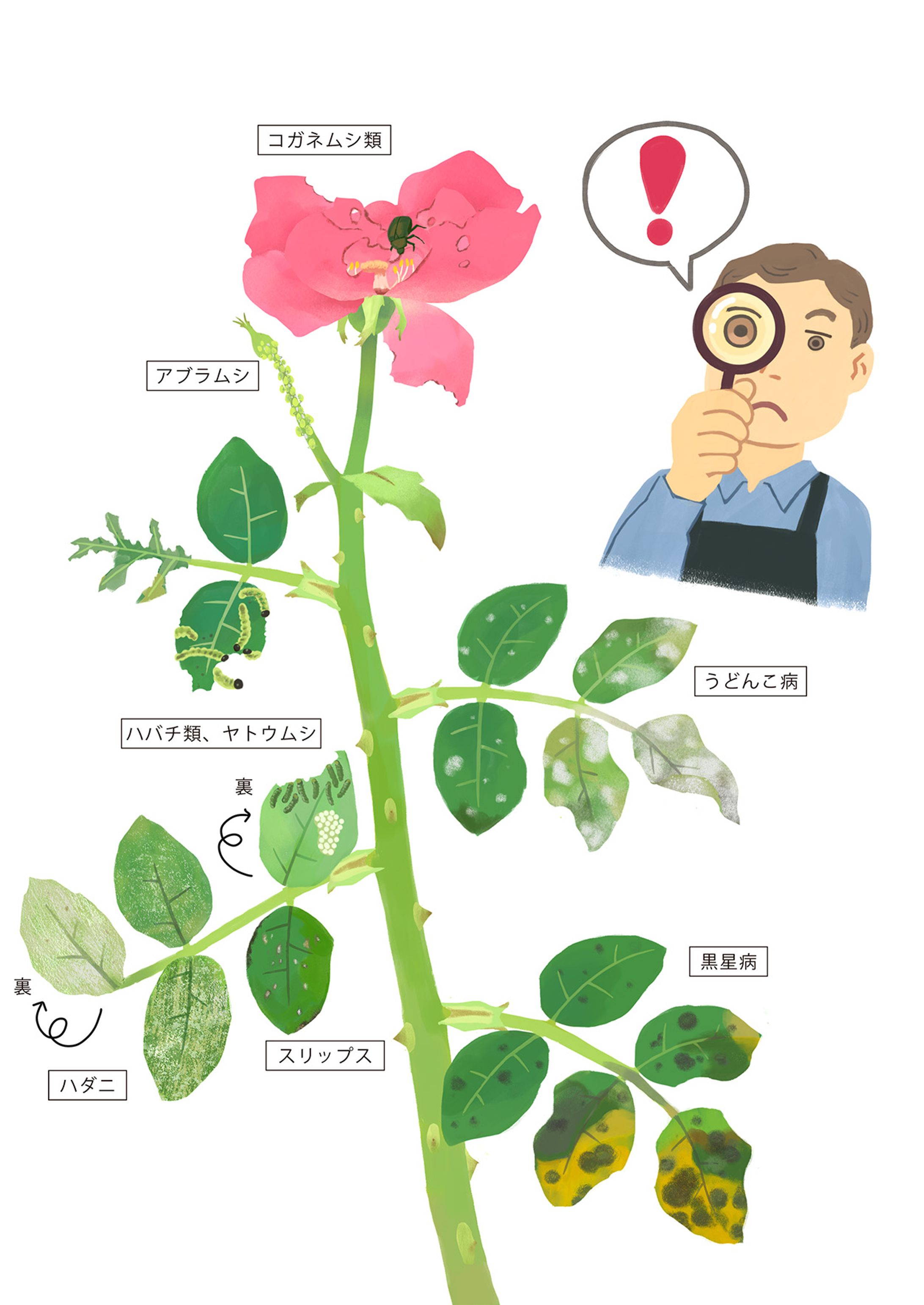バラの病気と害虫-1