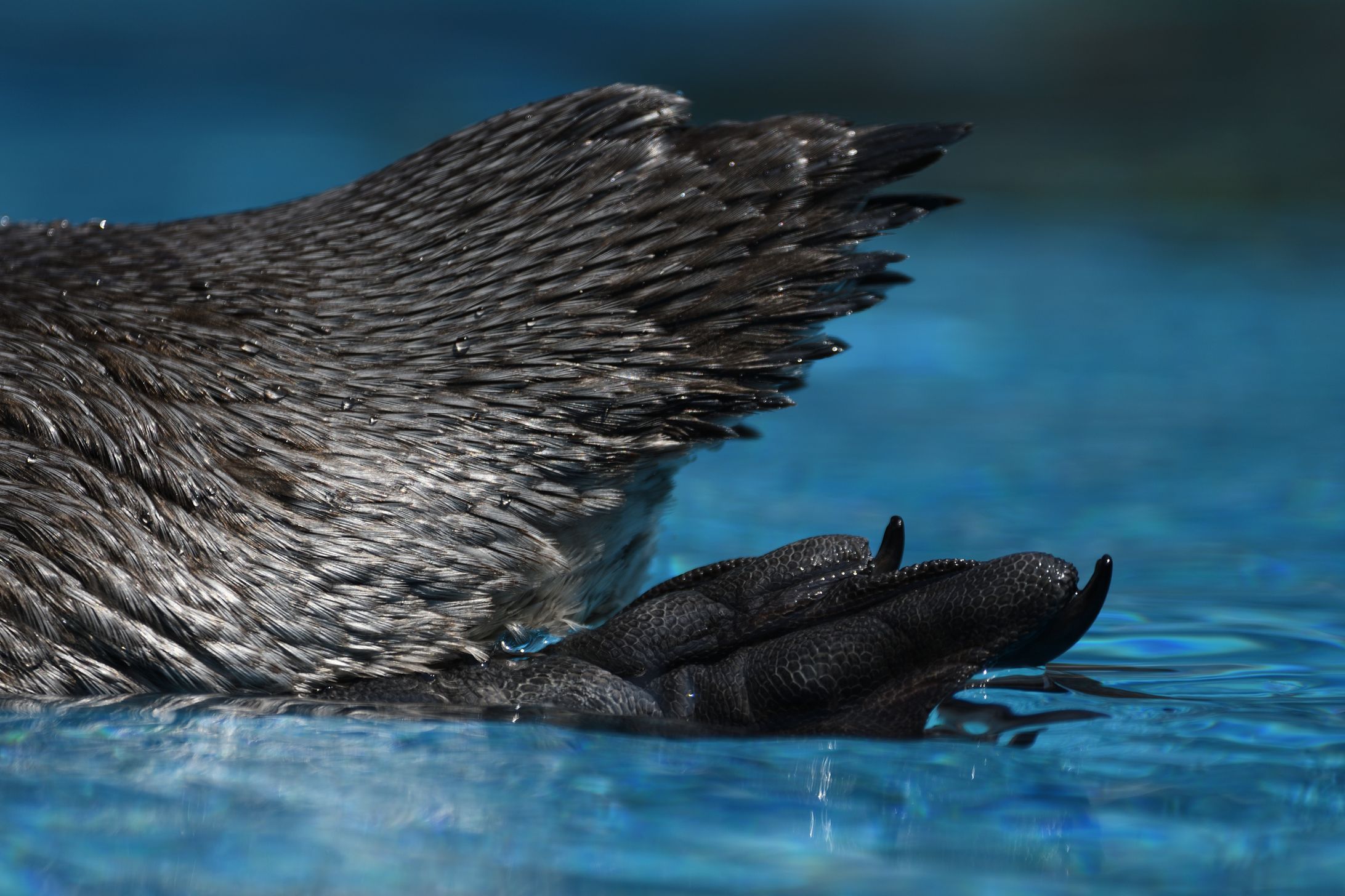 写真（昆虫以外）-1