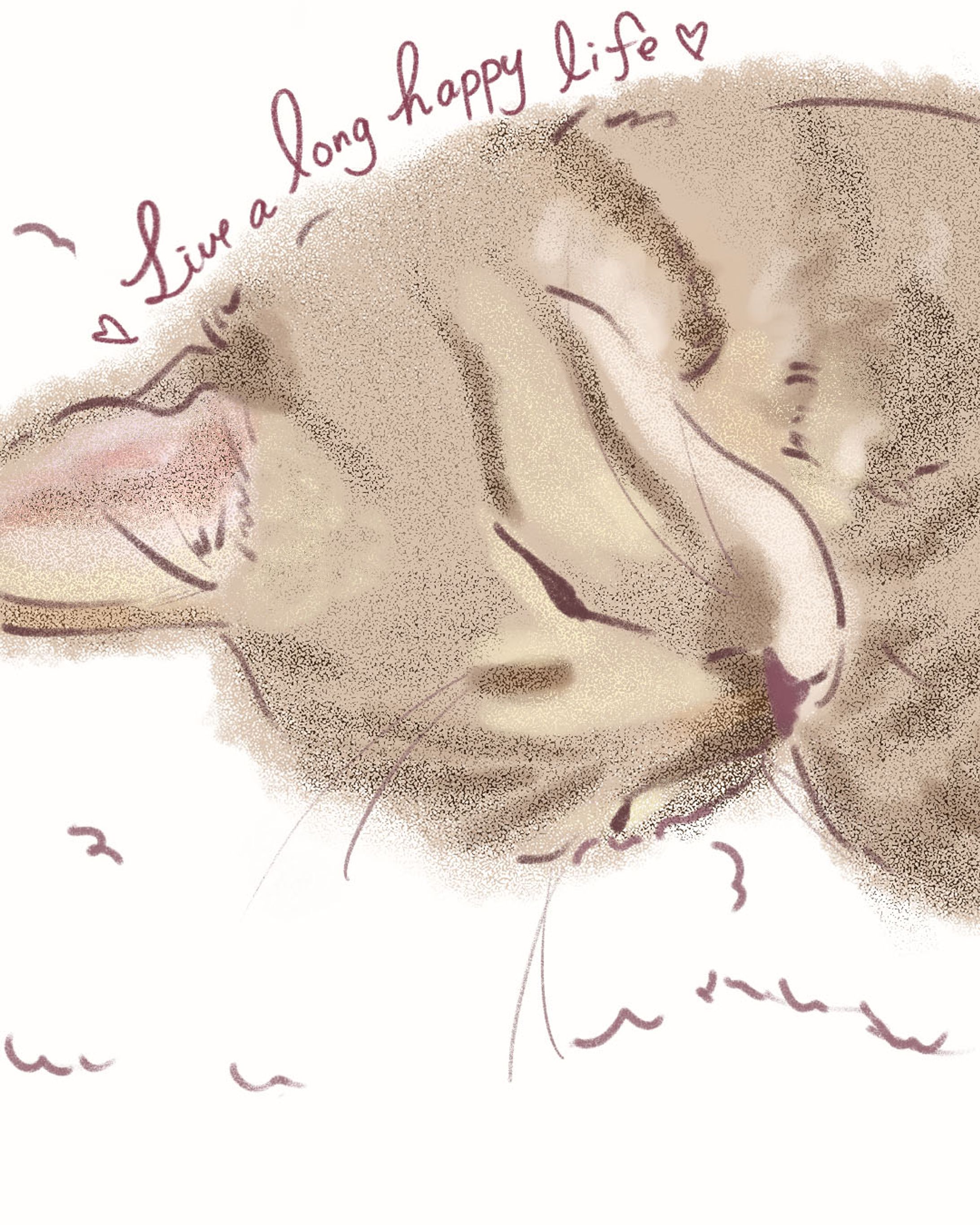 猫-1