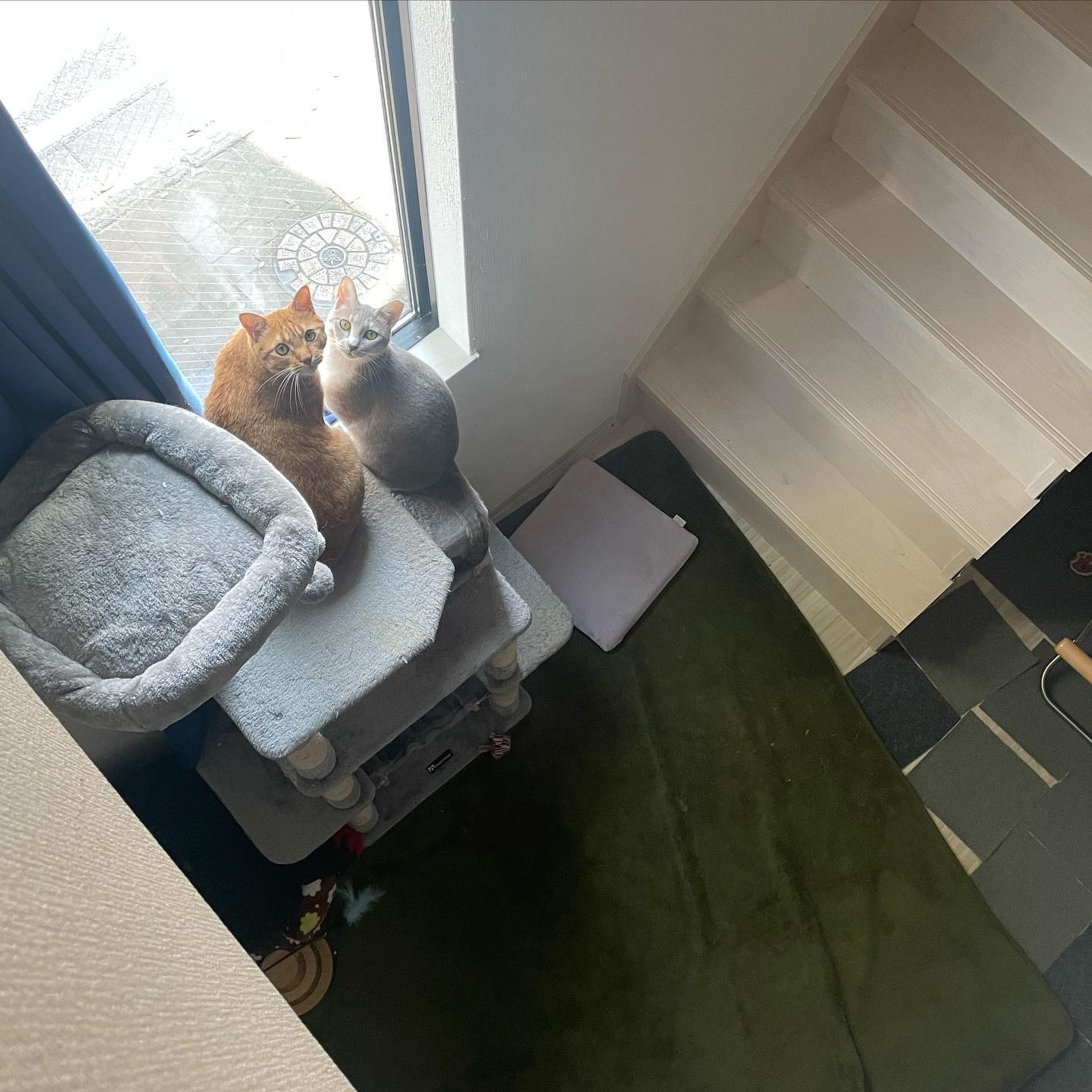 モデル　みつばとやなぎ

普段は窓から外を眺めてる
二匹のお気に入りの場所

レンズ: iPhone12pro
ISO:125
F値:1,6
シャッタースピード:1/69

#猫
#保護猫
#みつばとやなぎ
#カメラ
#iPhone12pro
#Apple
#福岡
#ポートレート
#撮影
#ボランティア
#動物愛護
#猫好きと繋がりたい-1