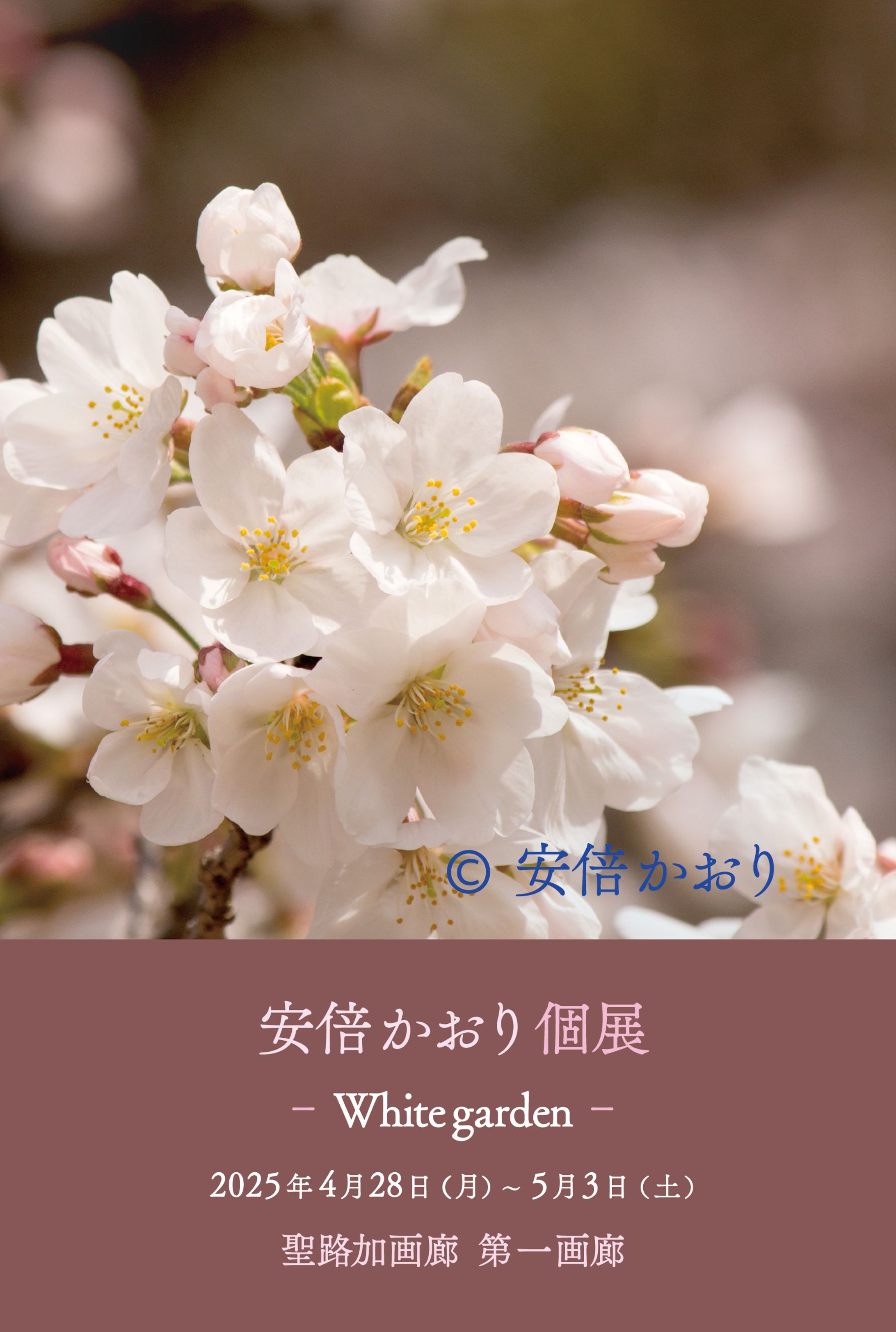 個展　whitegarden 開催決定-1