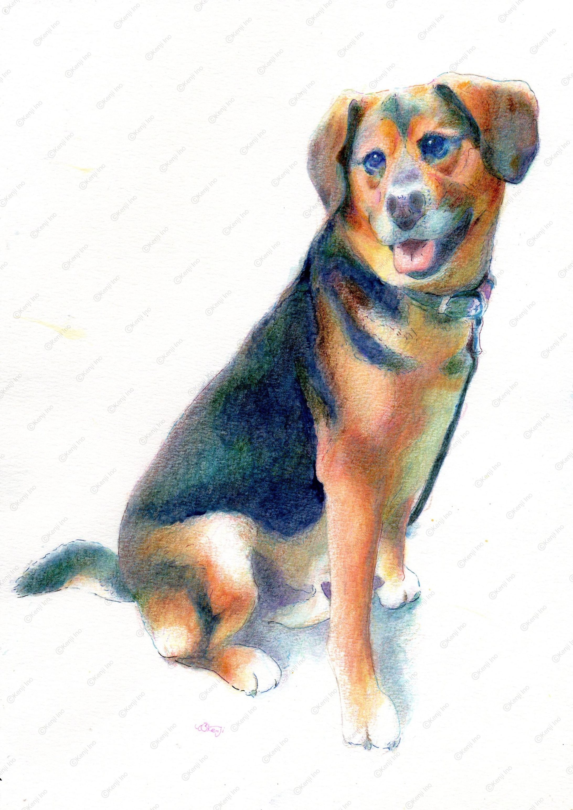 ロンちゃん♂_ビーグル×シェパード-1