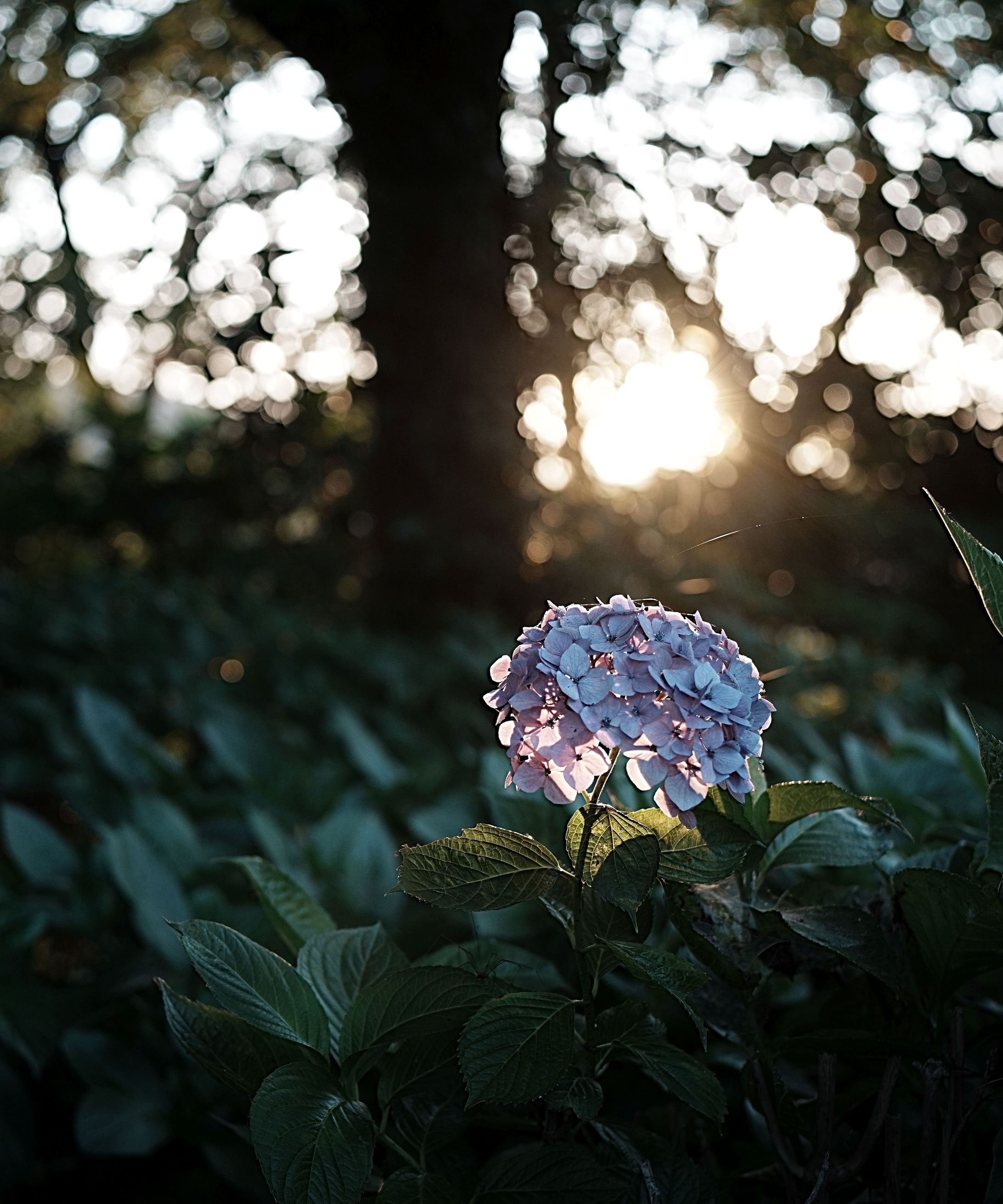 夕暮れの紫陽花-1