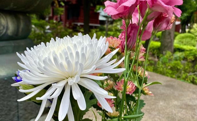 #japan #shotoniphone
