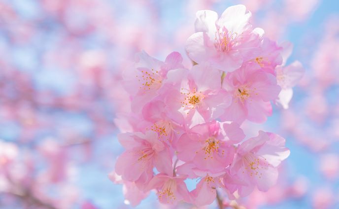 ❀