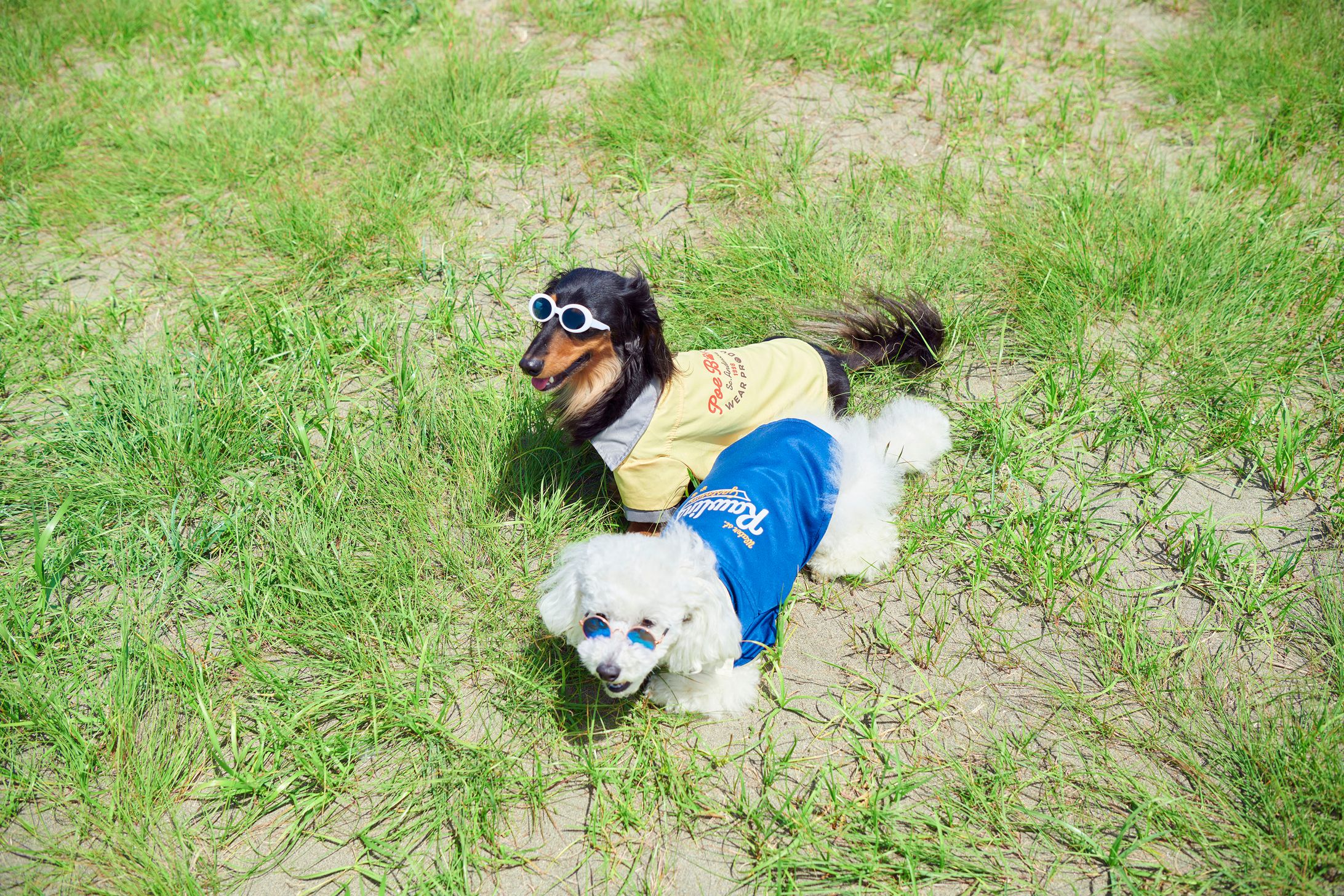 Pet Bowling Shirt-1