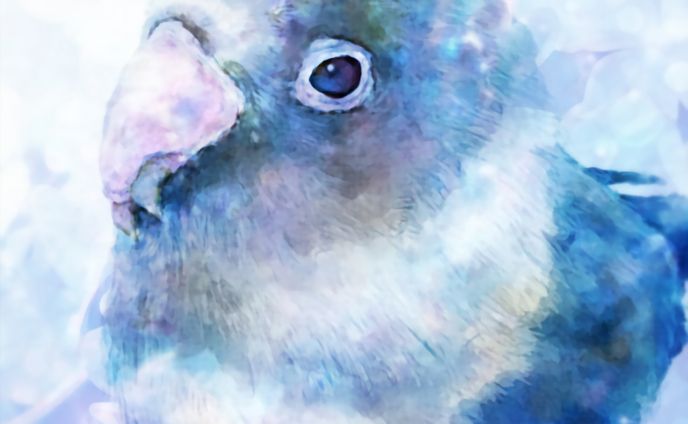 Love Bird