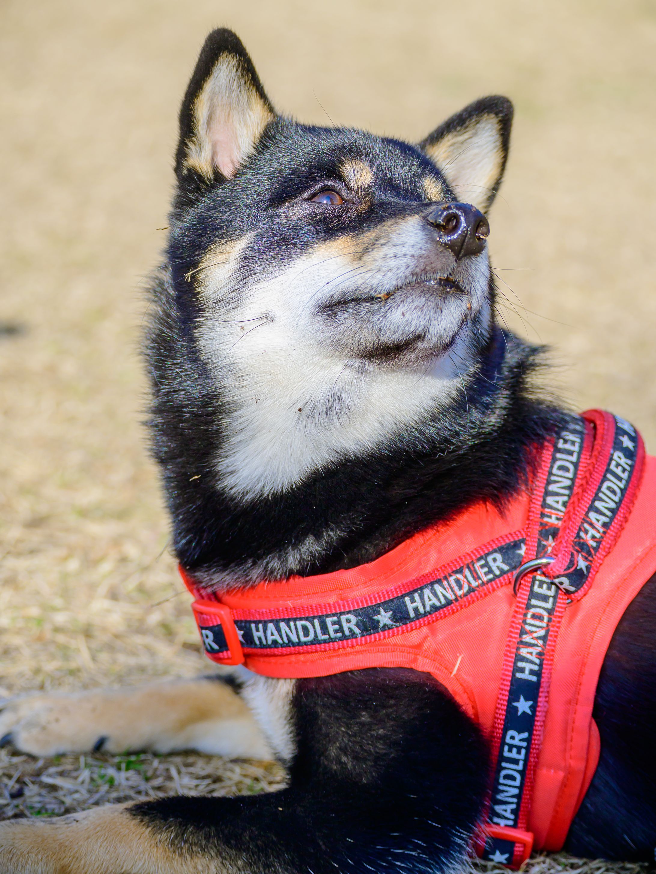 リバーサイドパークドッグラン-1