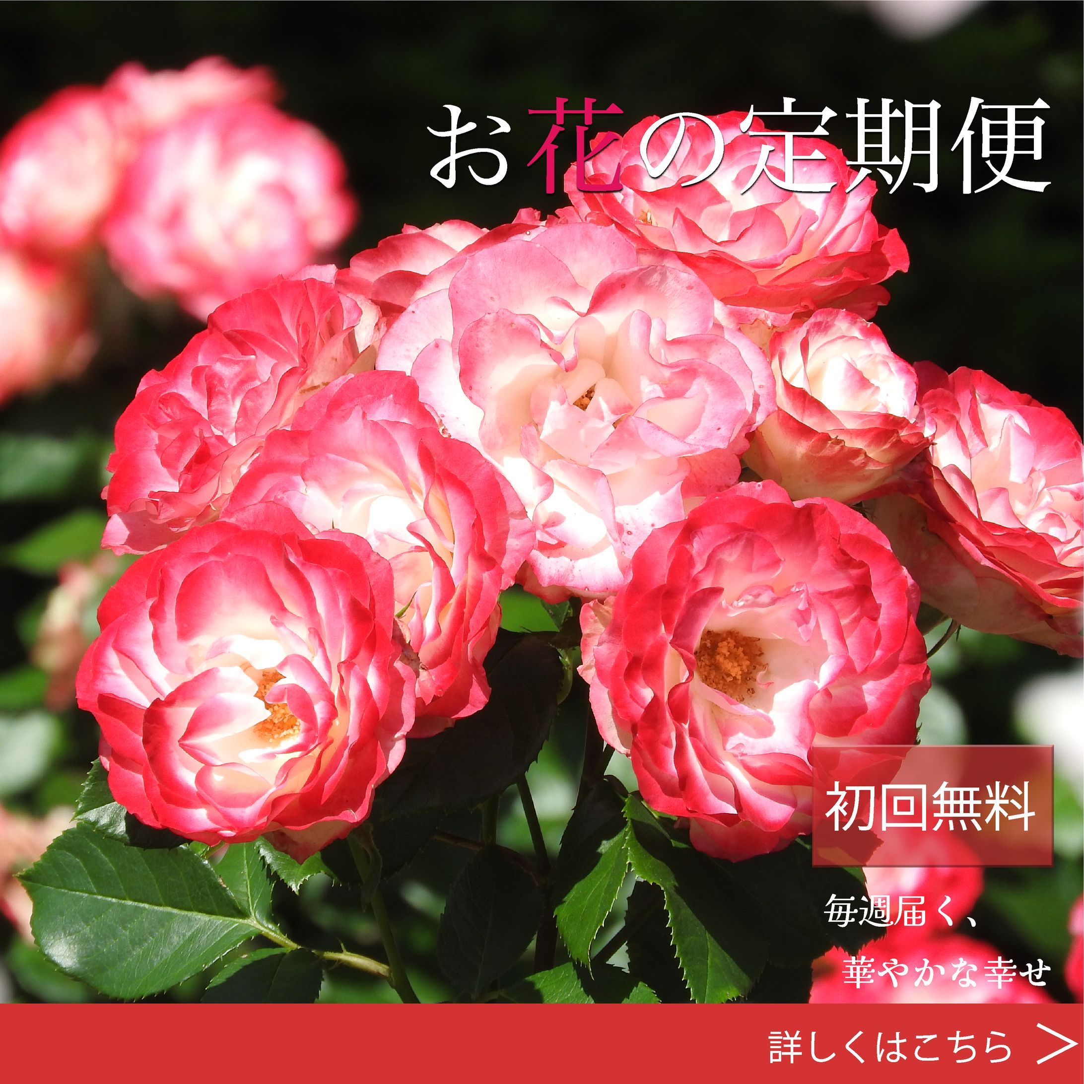 お花の定期便-1