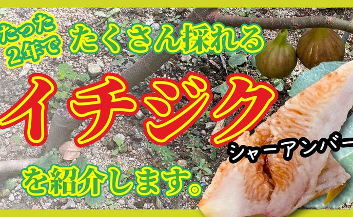 イチジク紹介チャンネル