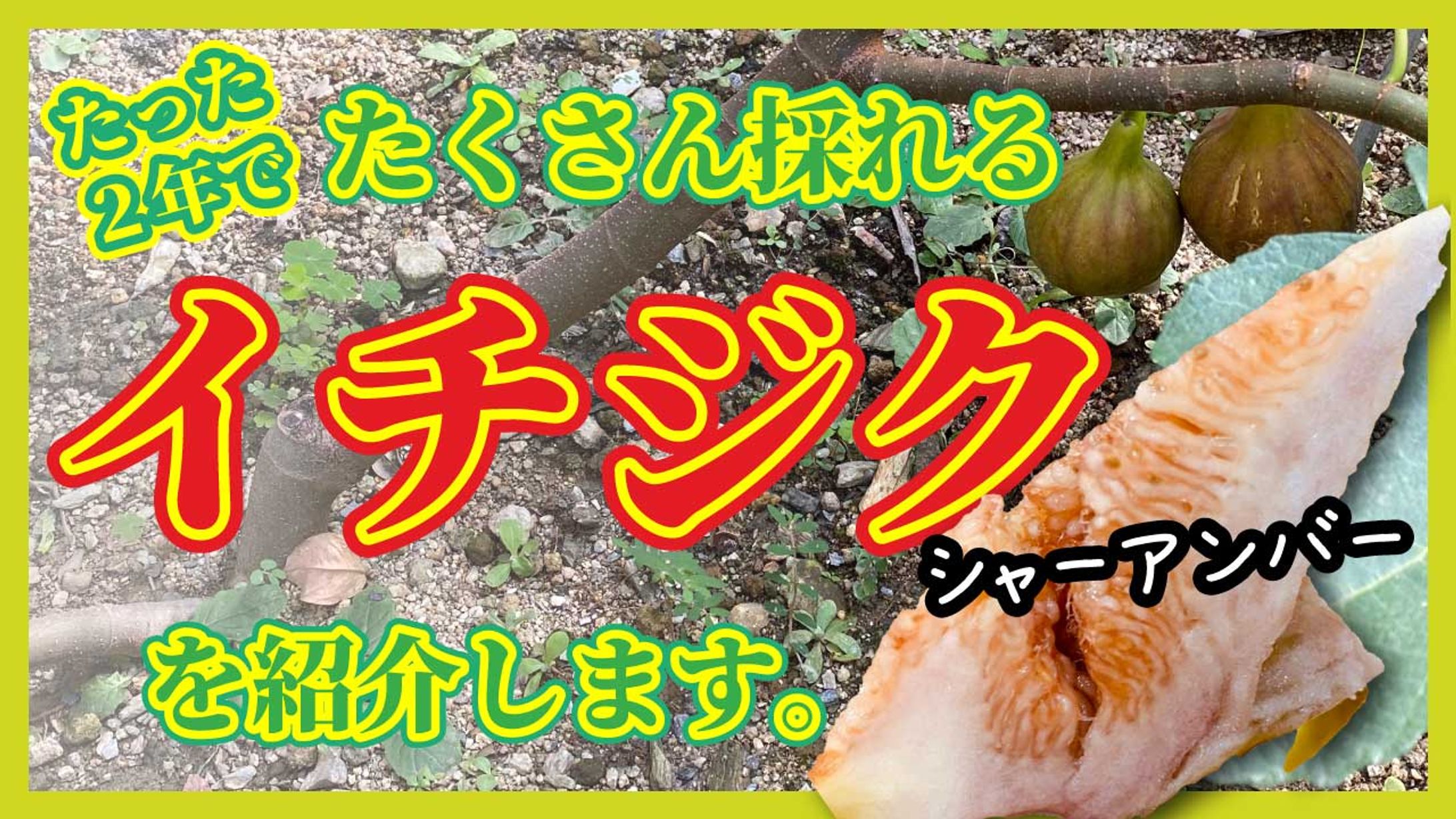 イチジク紹介チャンネル-1