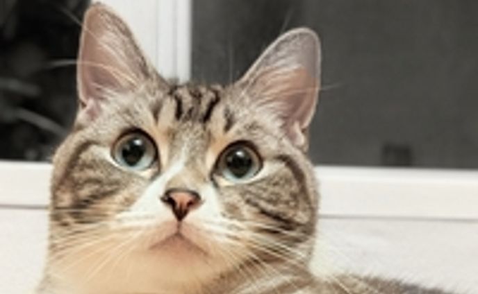 アセット 1