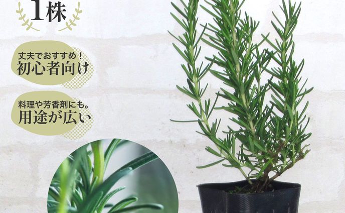 アマゾン・楽天市場（花農家様商品ページ制作）