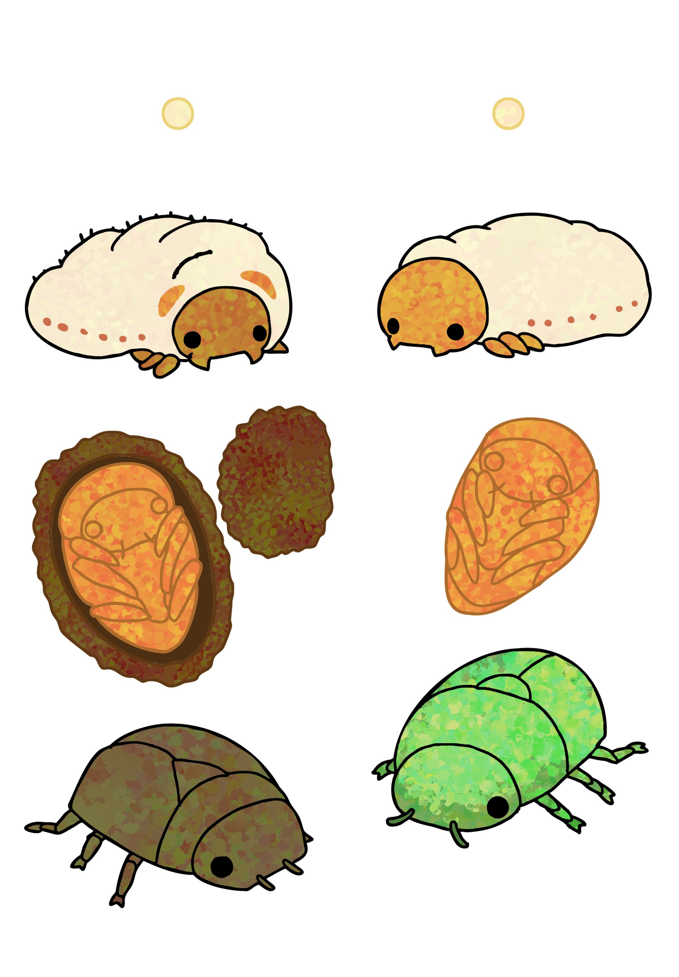 カナブンとコガネムシ-1