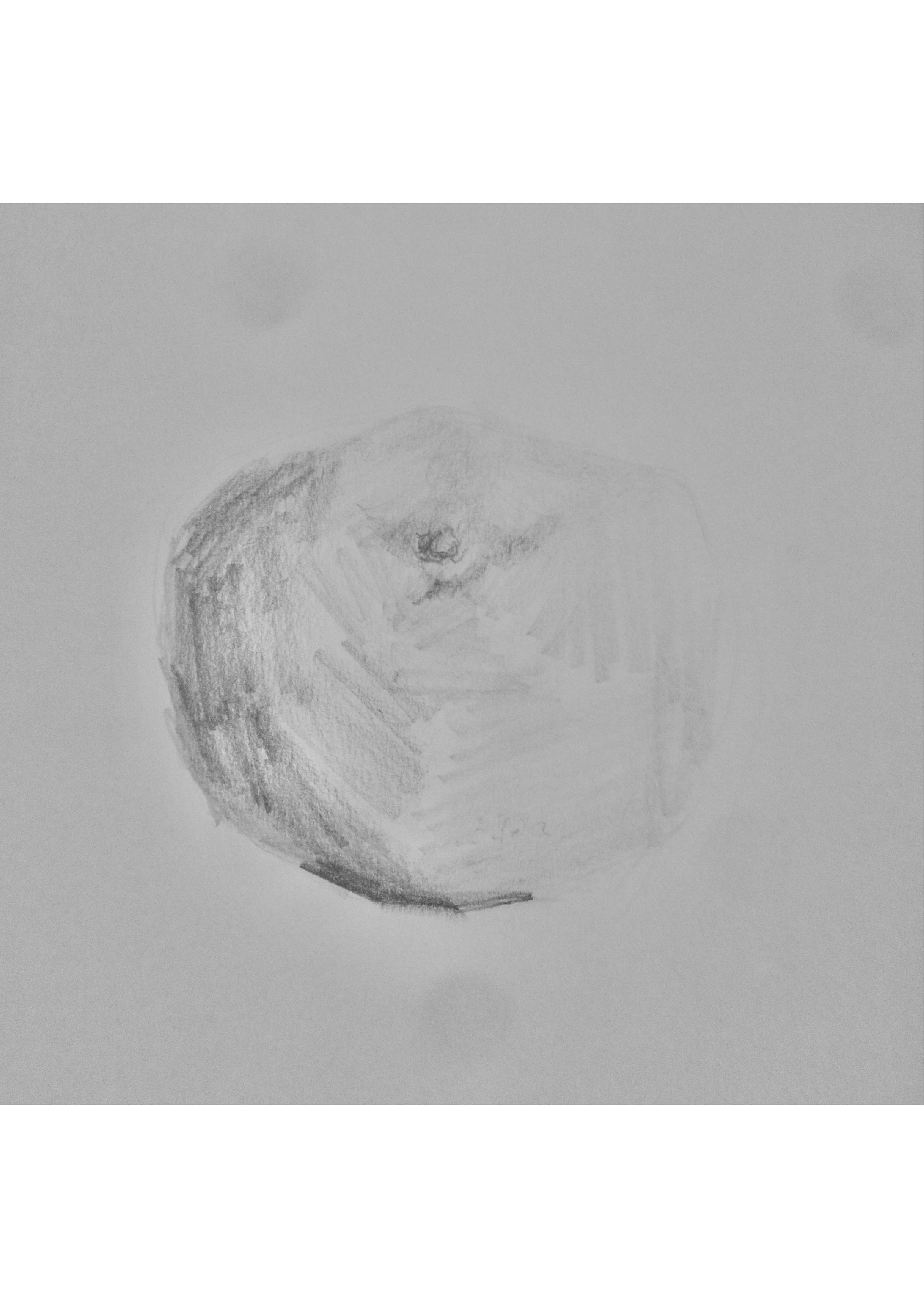 スケッチ　果物　みかん-1