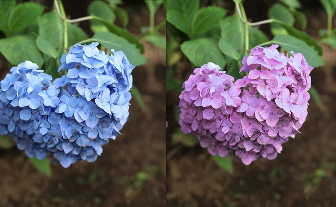 グラフィック、after effects