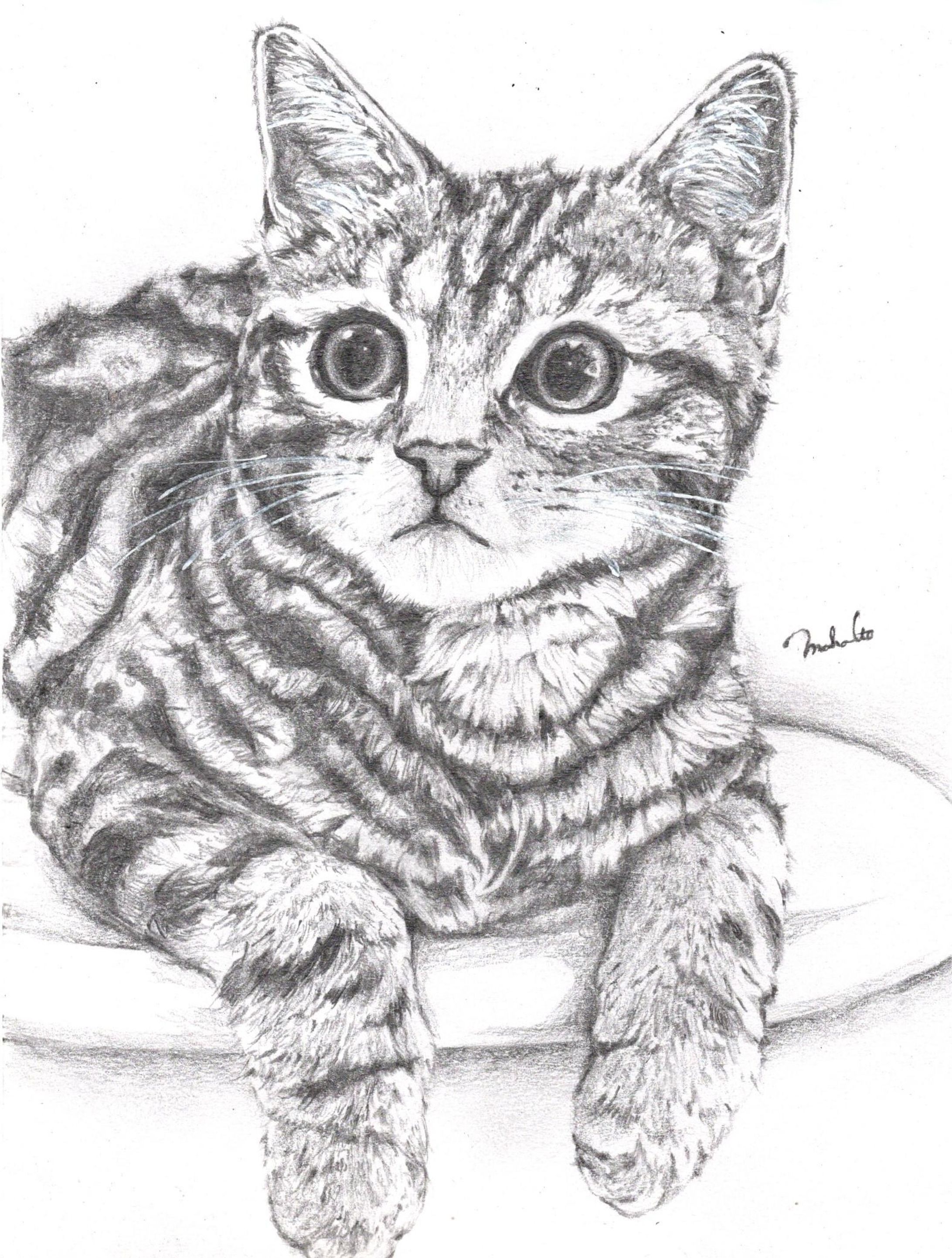 猫サンプルデッサン-1