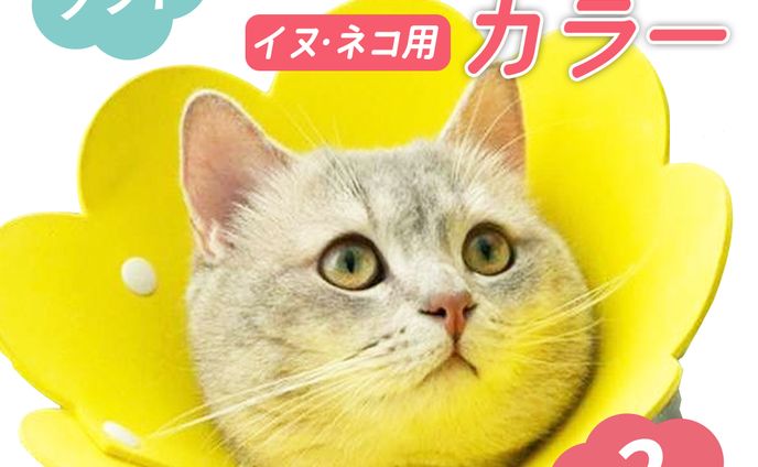 エリザベスカラー