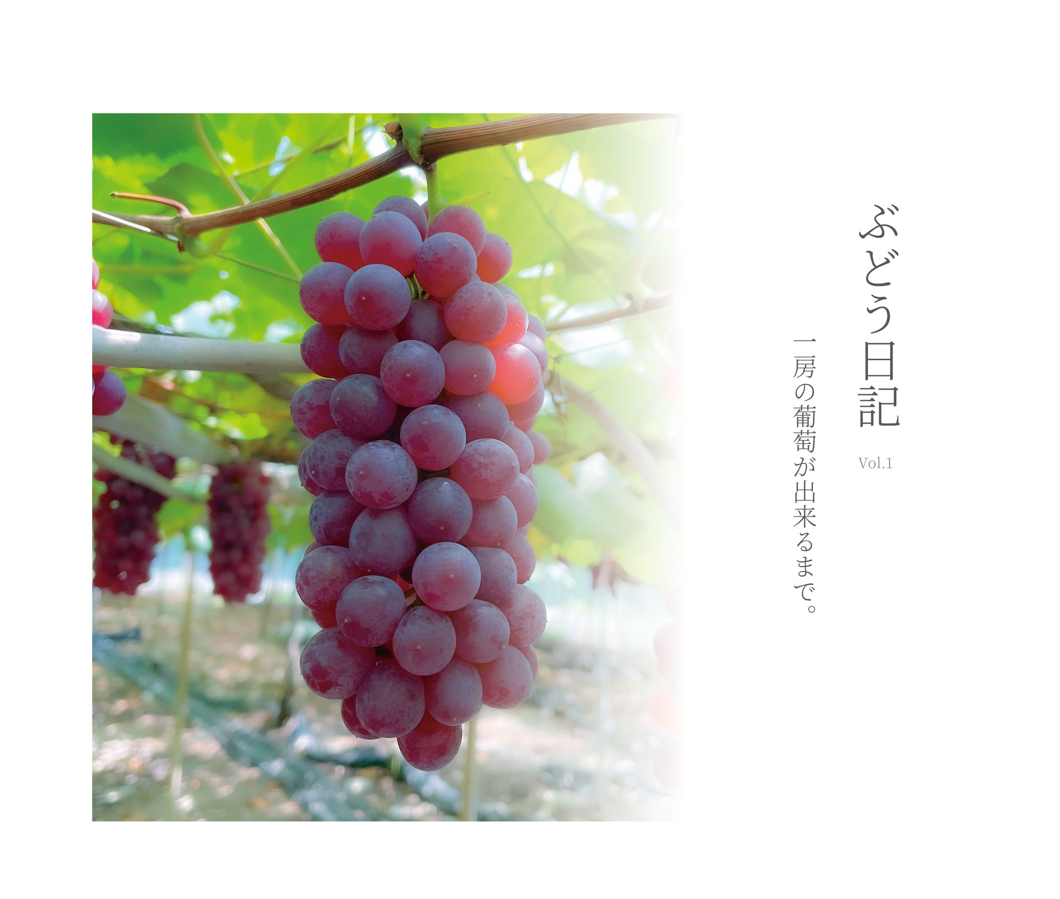 ぶどう日記-1