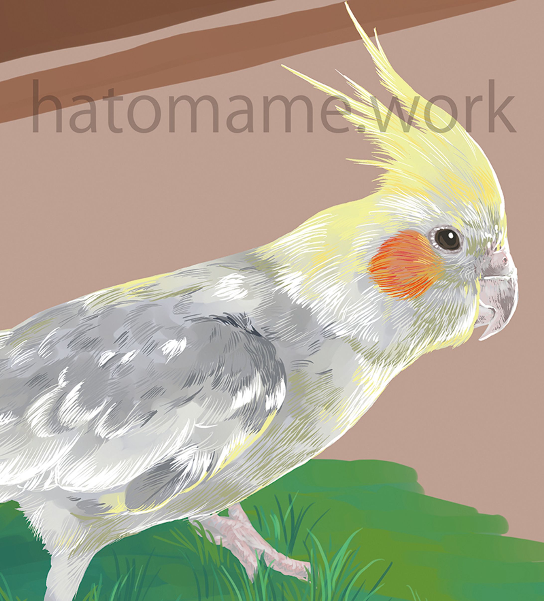 オカメインコ(兄さん)-1