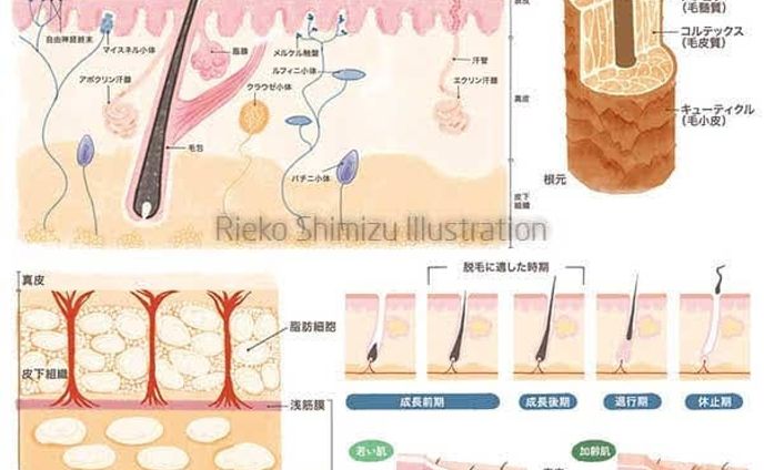 美容医療/肌構造イラスト_書籍「医者が教える人生が変わる美容大事典」
