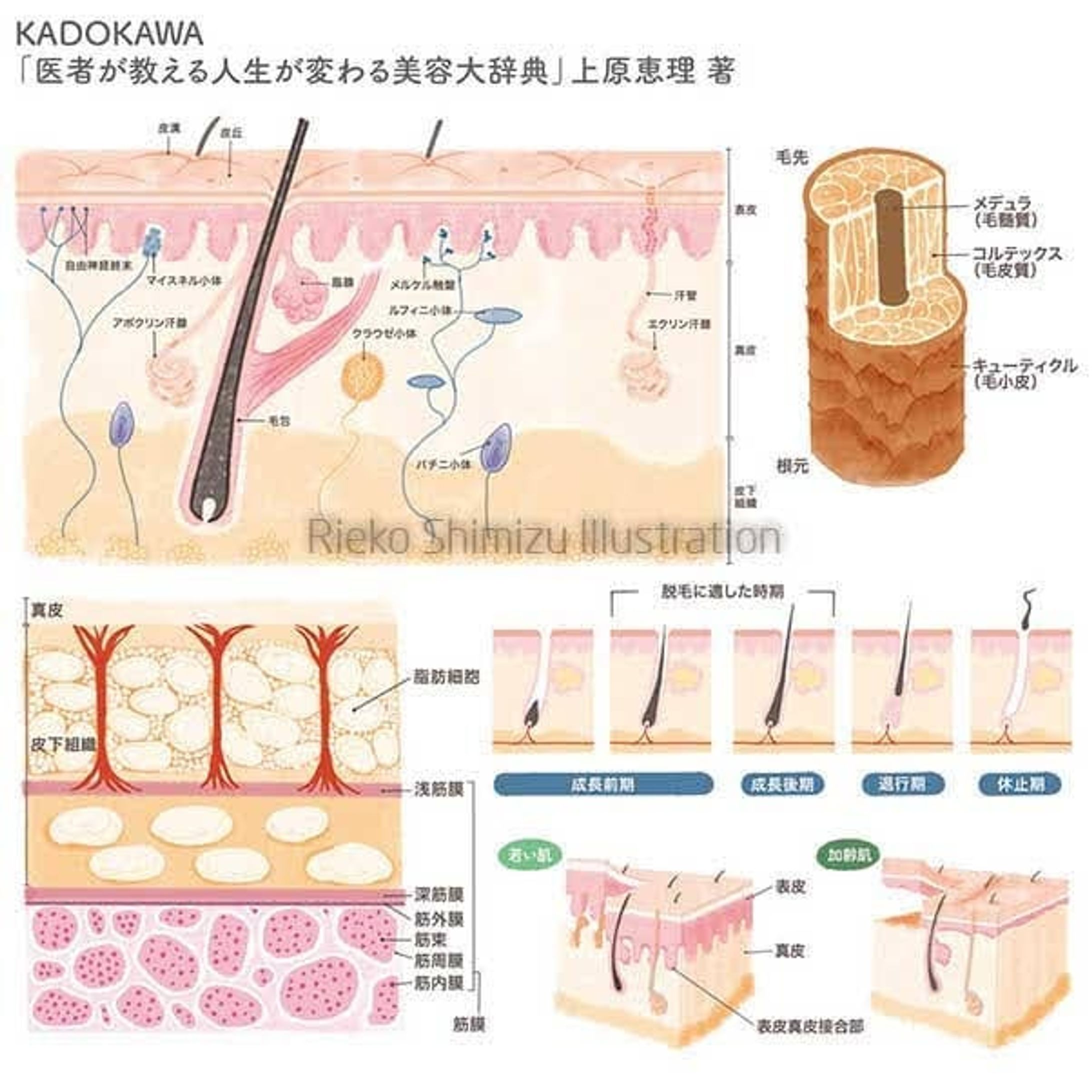 美容医療/肌構造イラスト_書籍「医者が教える人生が変わる美容大事典」-1