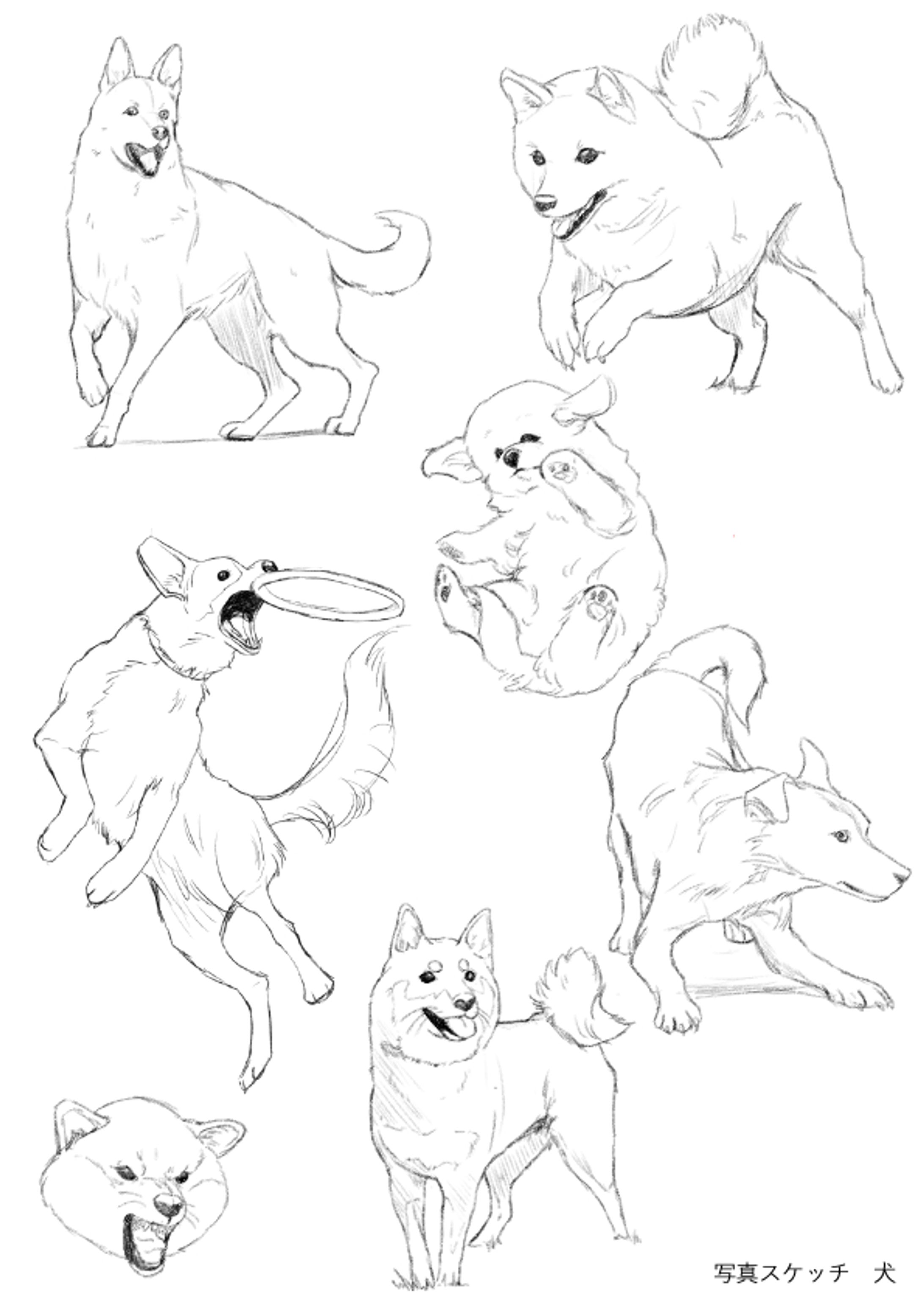 動物スケッチ-1