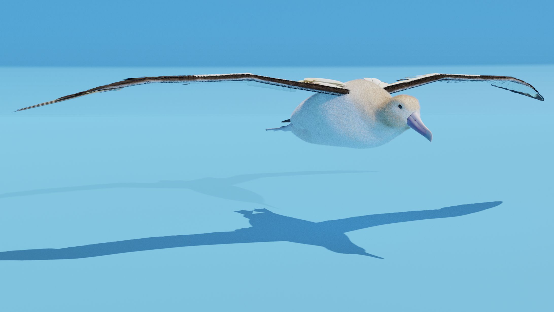 アホウドリ３Dモデル-1