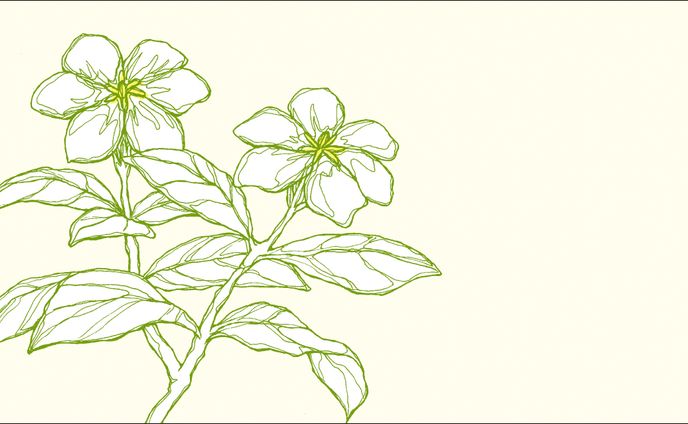 花のイラスト