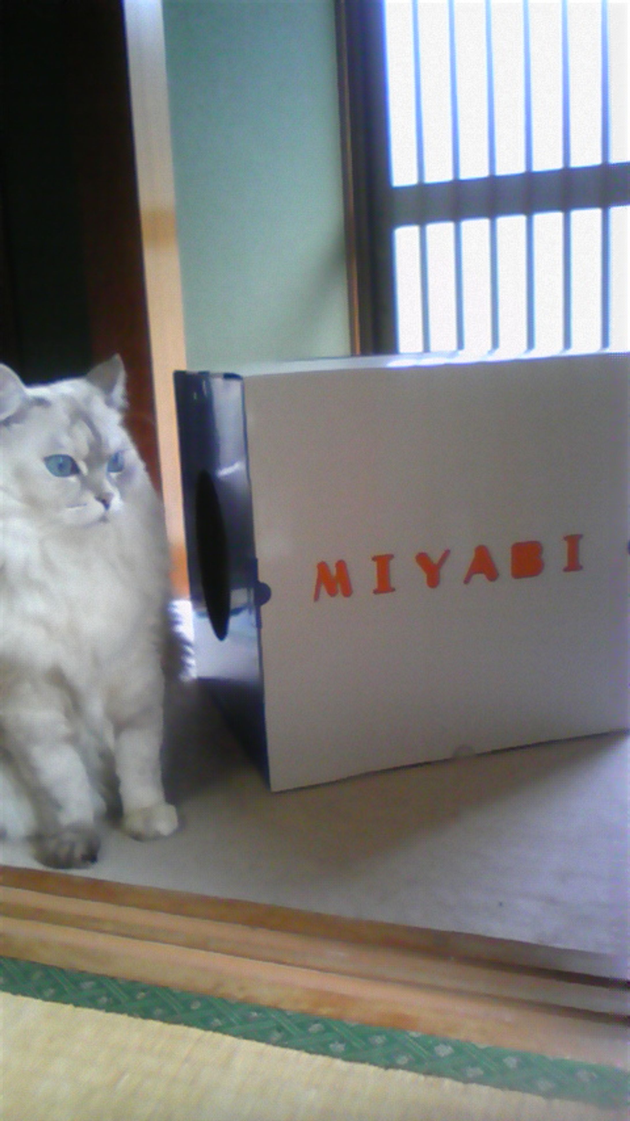 猫用爪とぎボックス-1