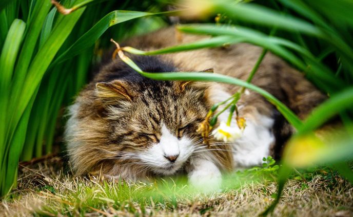 寝子

みなさんお元気ですか。僕は元気です。

#sony
#sonyalpha 
#cat 
#catstagram

露光量ミスったので再投稿