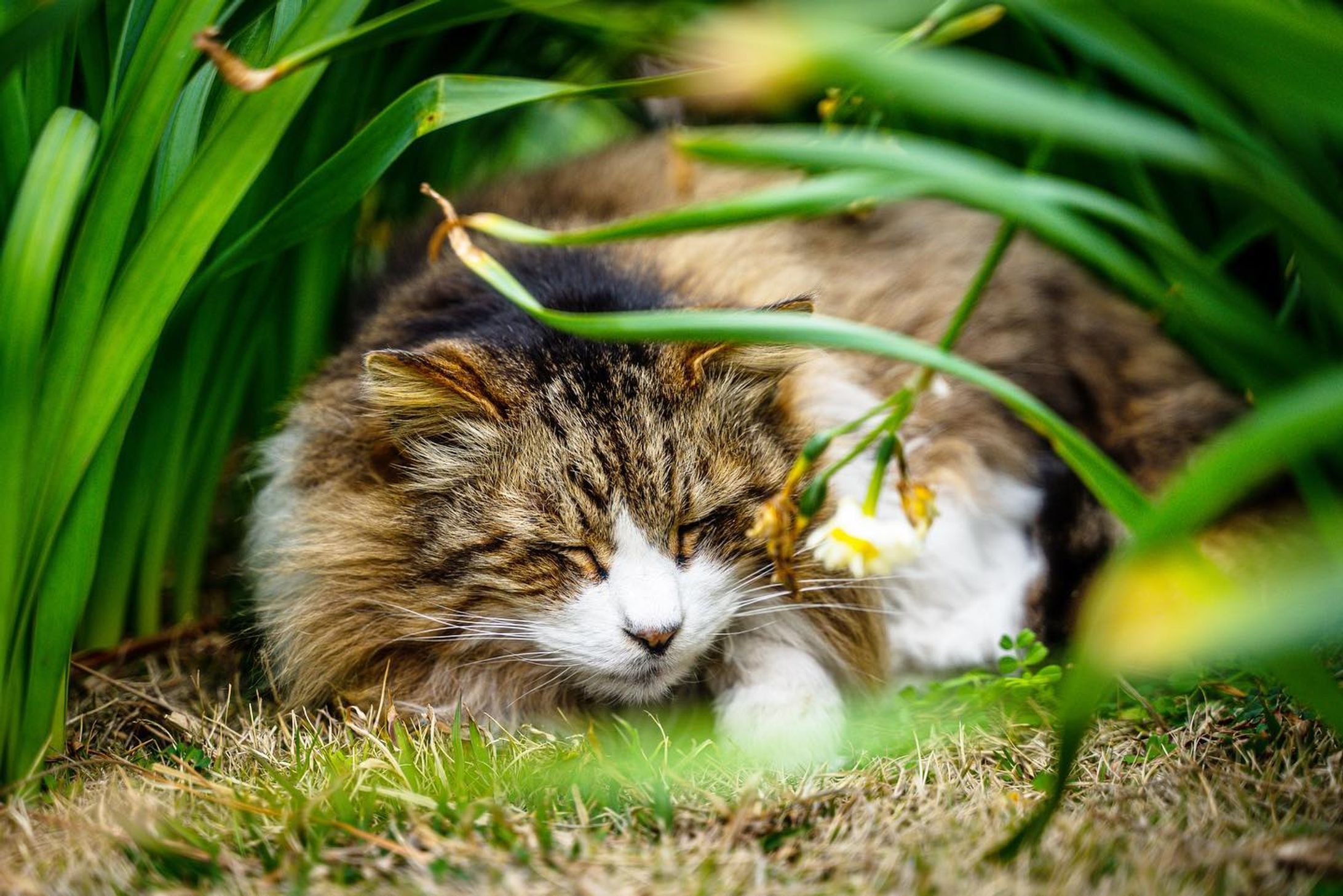 寝子

みなさんお元気ですか。僕は元気です。

#sony
#sonyalpha 
#cat 
#catstagram

露光量ミスったので再投稿-1