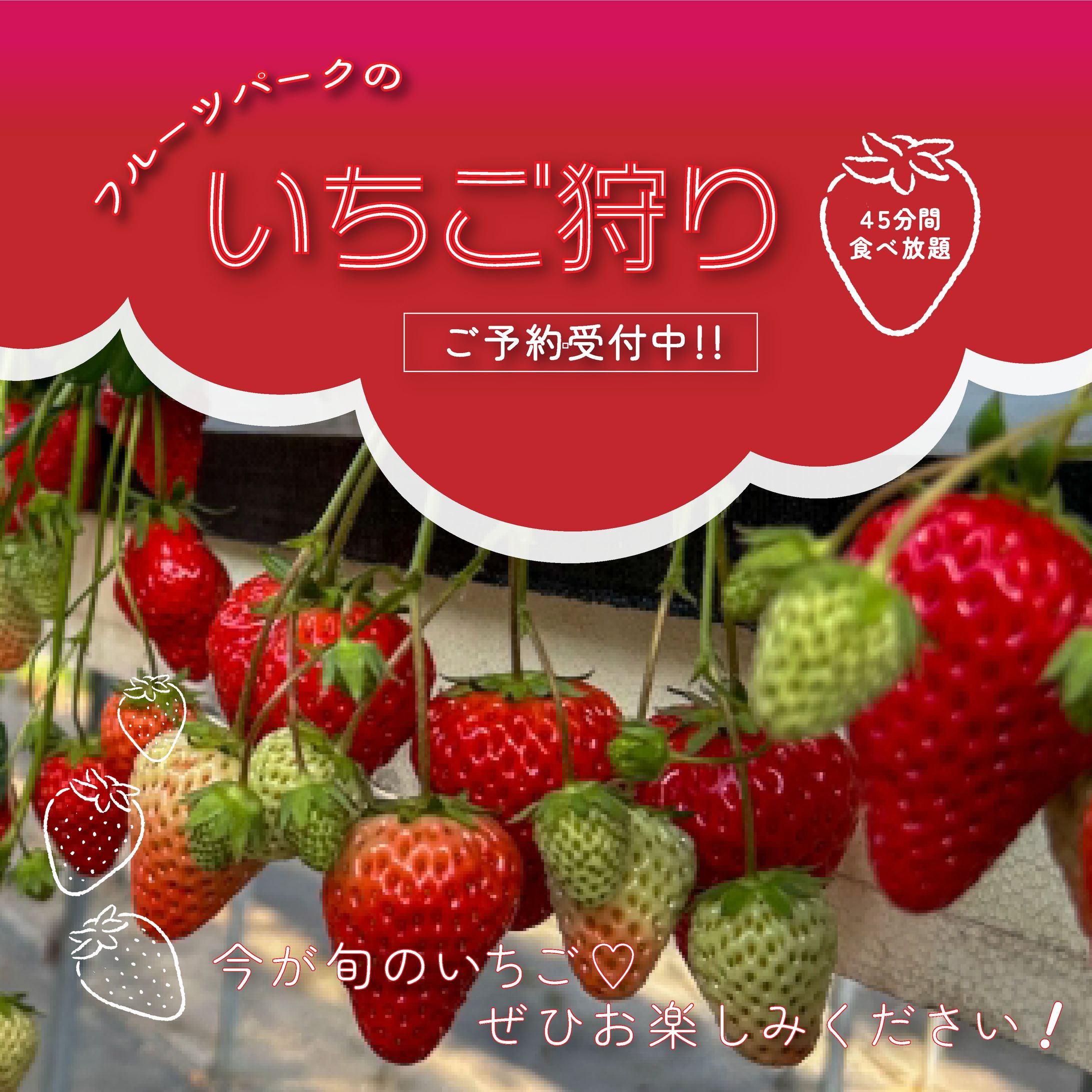 いちご狩りバナー-1