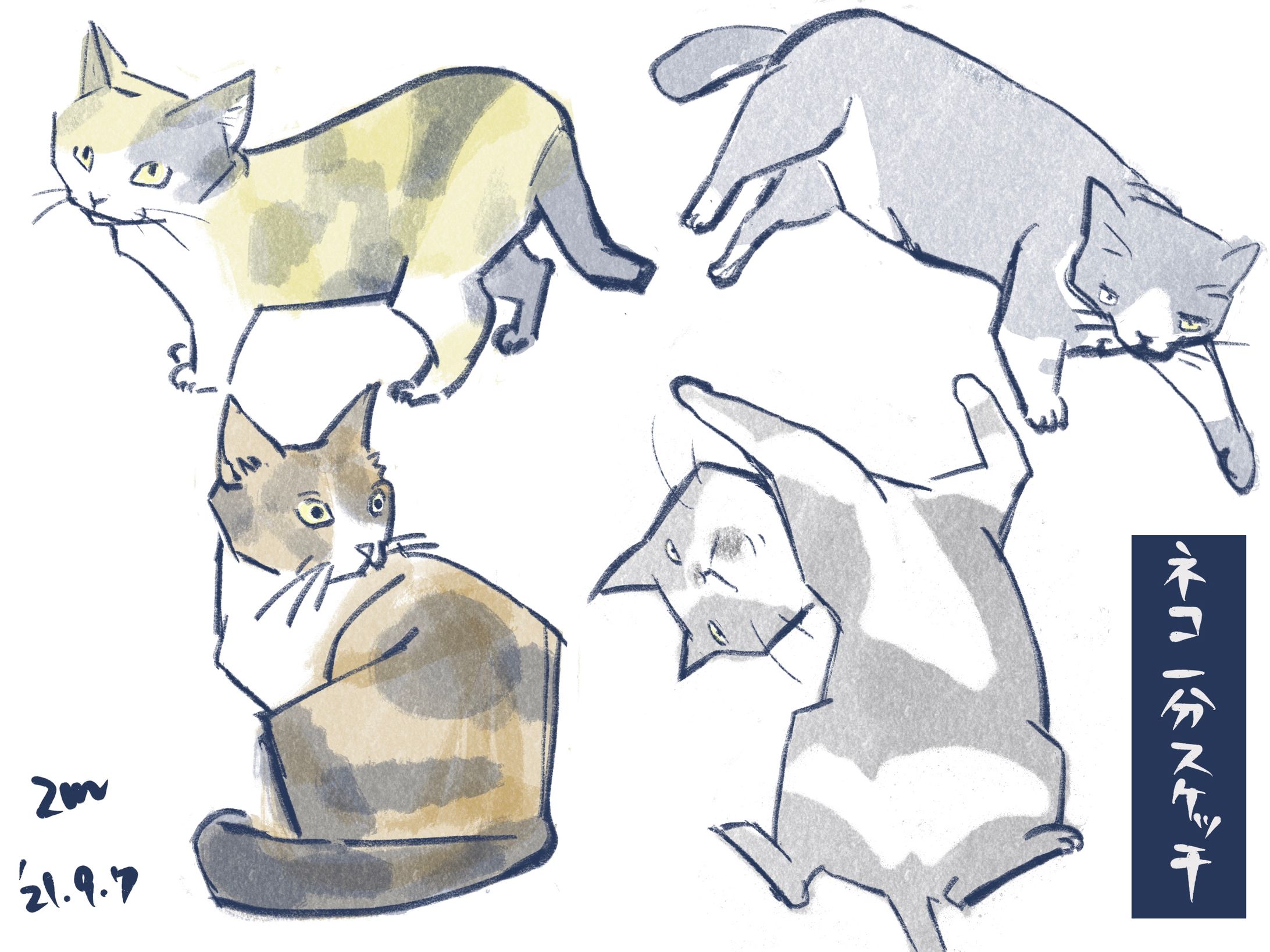 2021年秋　猫-1