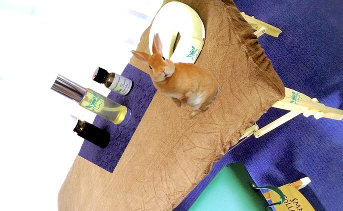 動物系、イメージ