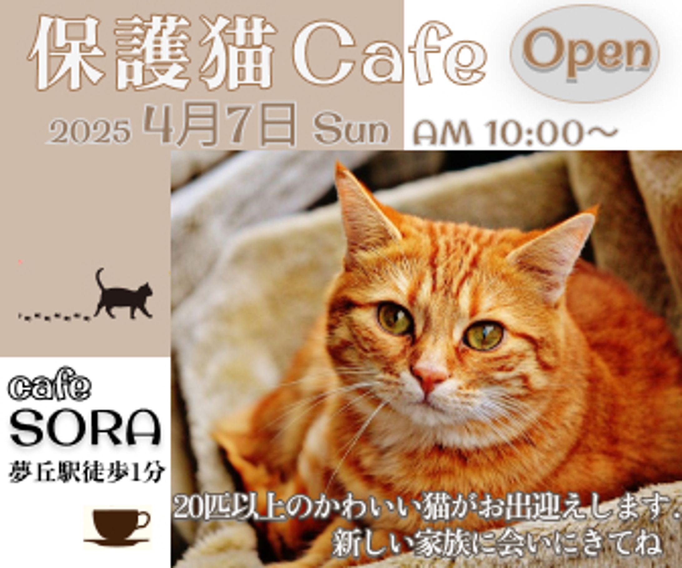 保護猫カフェ-1