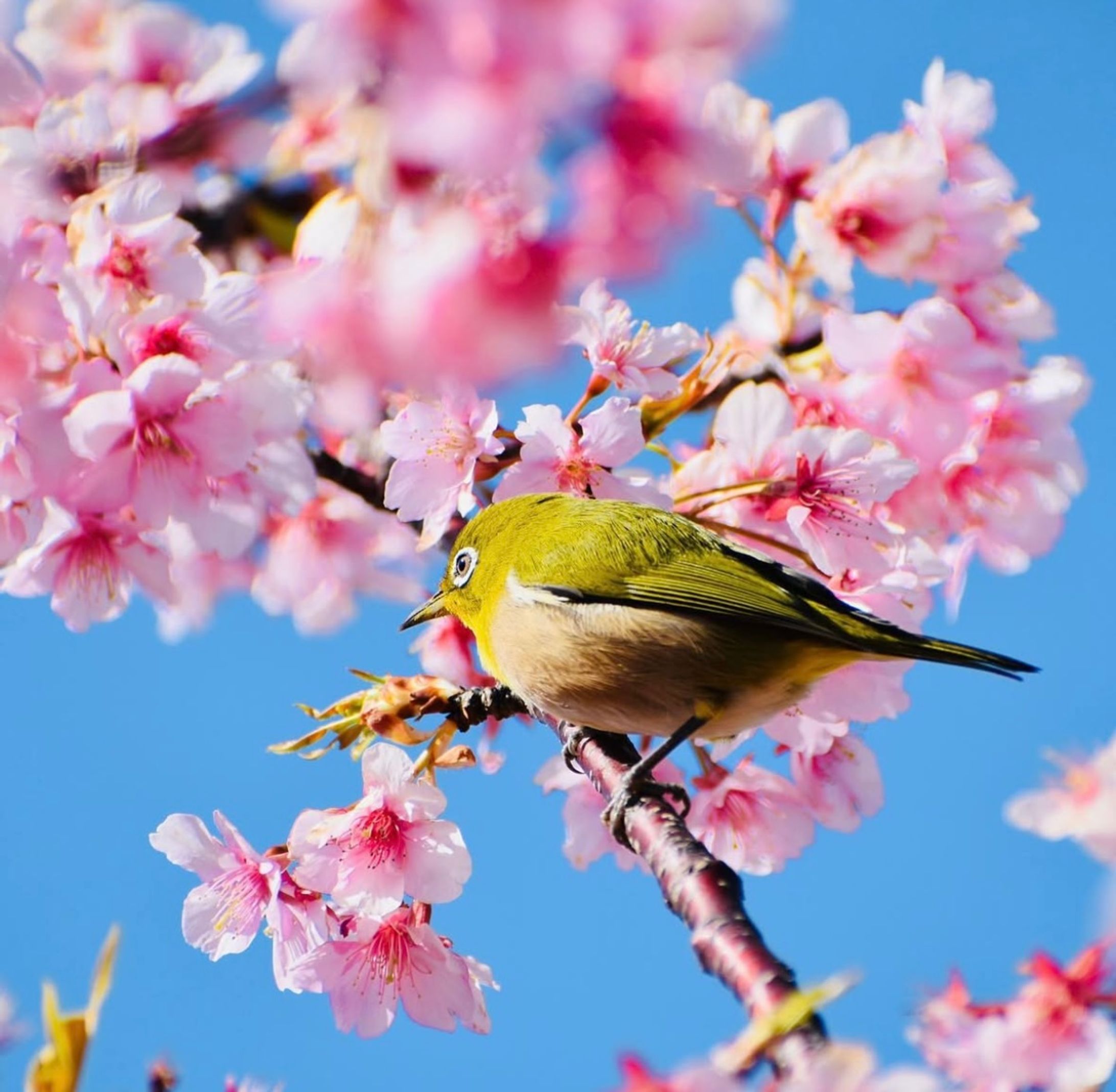 津久見河津桜(一眼レフにて撮影)-1