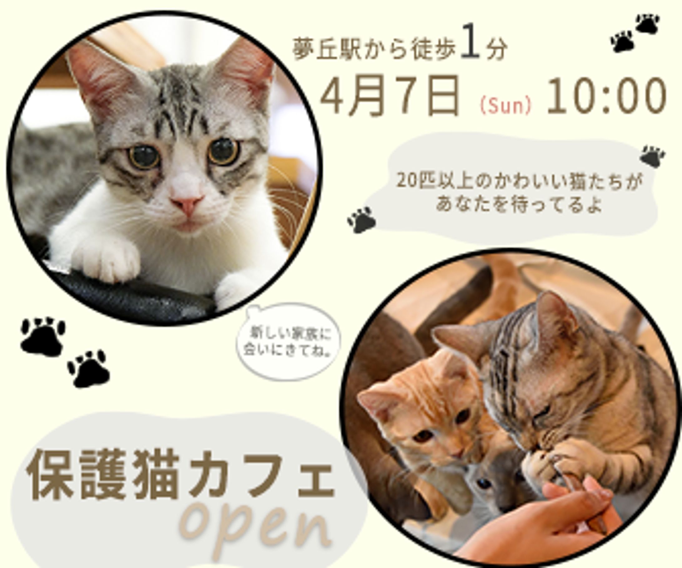 練習バナー　保護猫カフェオープン告知バナー-1
