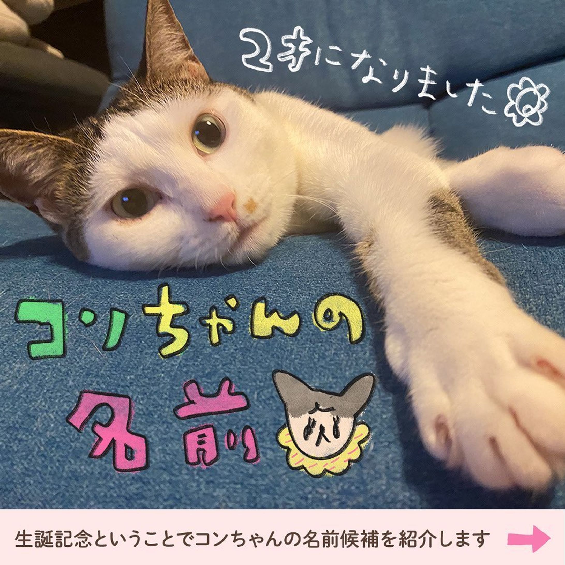 5/29、コンニャクの日はコンちゃんの誕生日ということでコンちゃんの名前候補を漫画でまとめました🐱
これ描いてて思ったのは、みんにゃの名前の由来や候補気になるー🤩

#絵日記#茶白 #茶白猫 #キジ白 #サバ白 #キジシロ#はちわれ #はちわれねこ #ヅラ猫 #にゃんすたぐらむ #ねこすたぐらむ #猫のいる暮らし #猫好きさんと繋がりたい #cat#catstagram #保護猫と暮らす#치즈냥#고등어고양이#redtabbyandwhite #마스크 #고등어태비#고등어태비 #육묘일기#猫漫画#catillustration#コミックエッセイ#エッセイ漫画-1