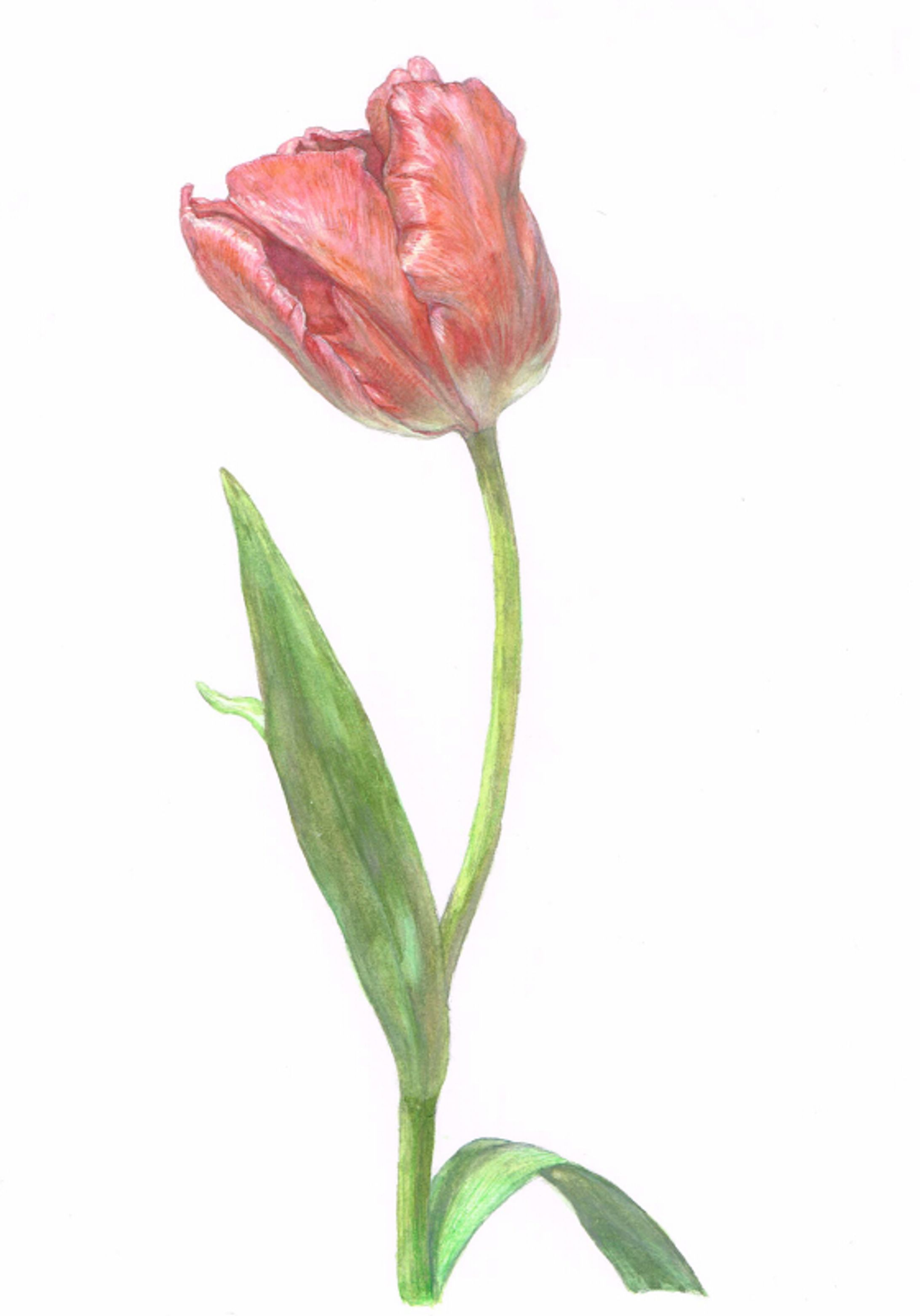 透明水彩　チューリップ-1