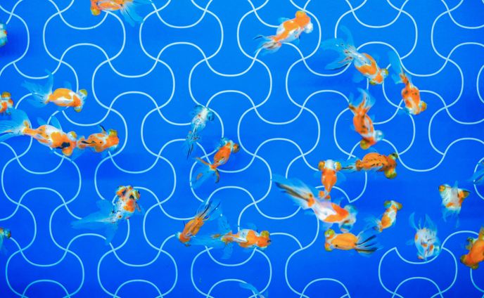 Goldfish