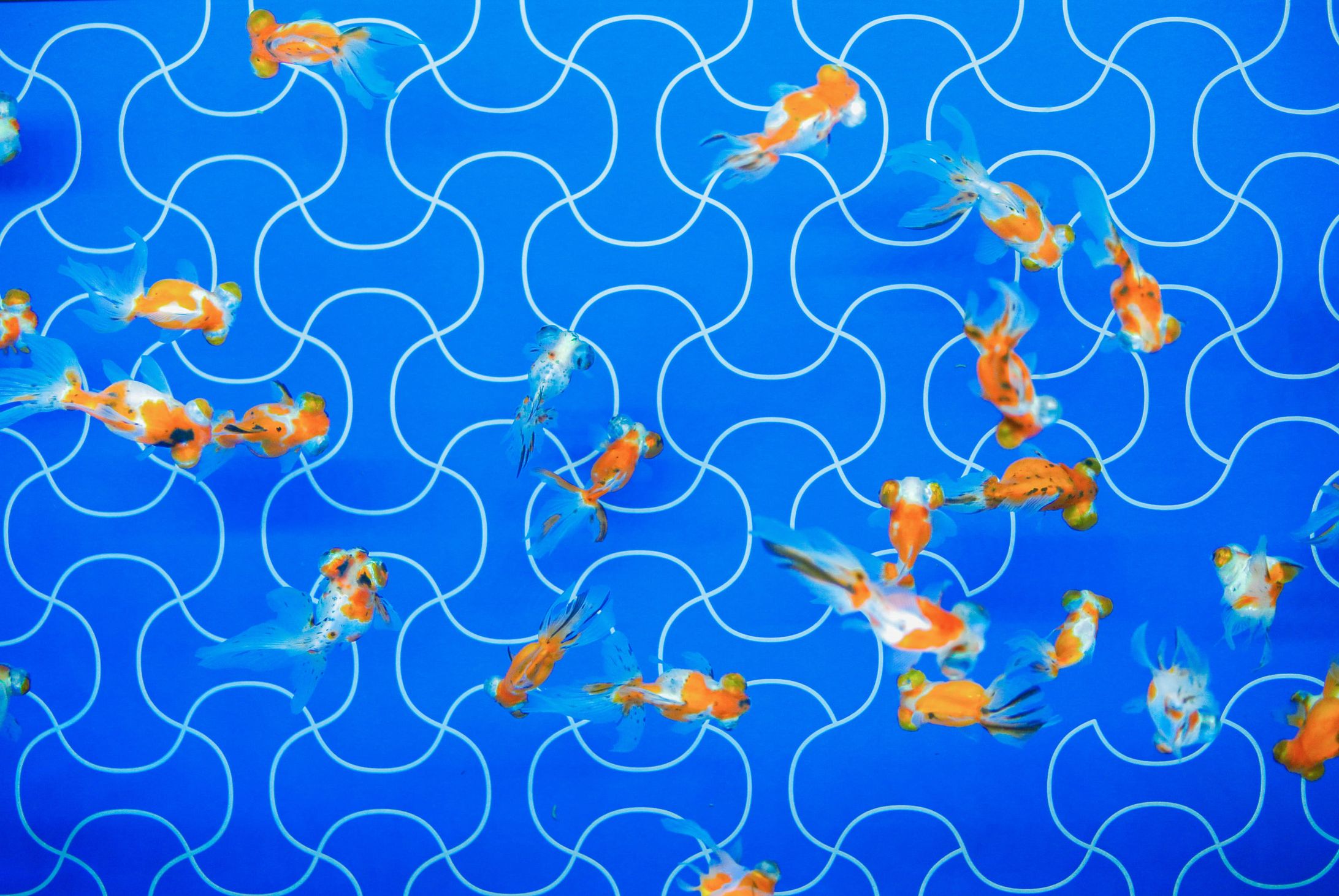 Goldfish-1